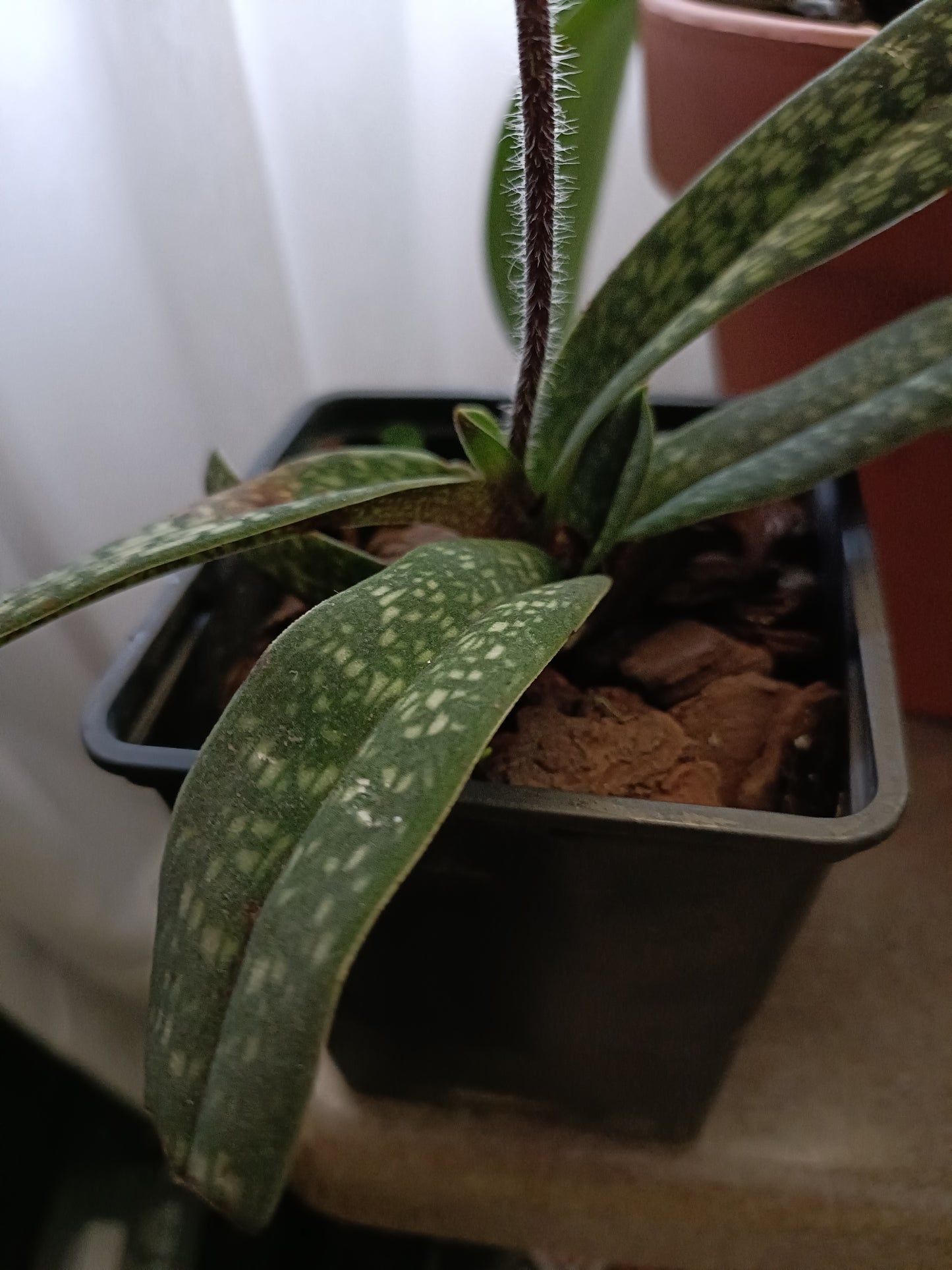 PAPHIOPEDILUM micranthum x micranthum vat eburneum flowering size /flowering plant