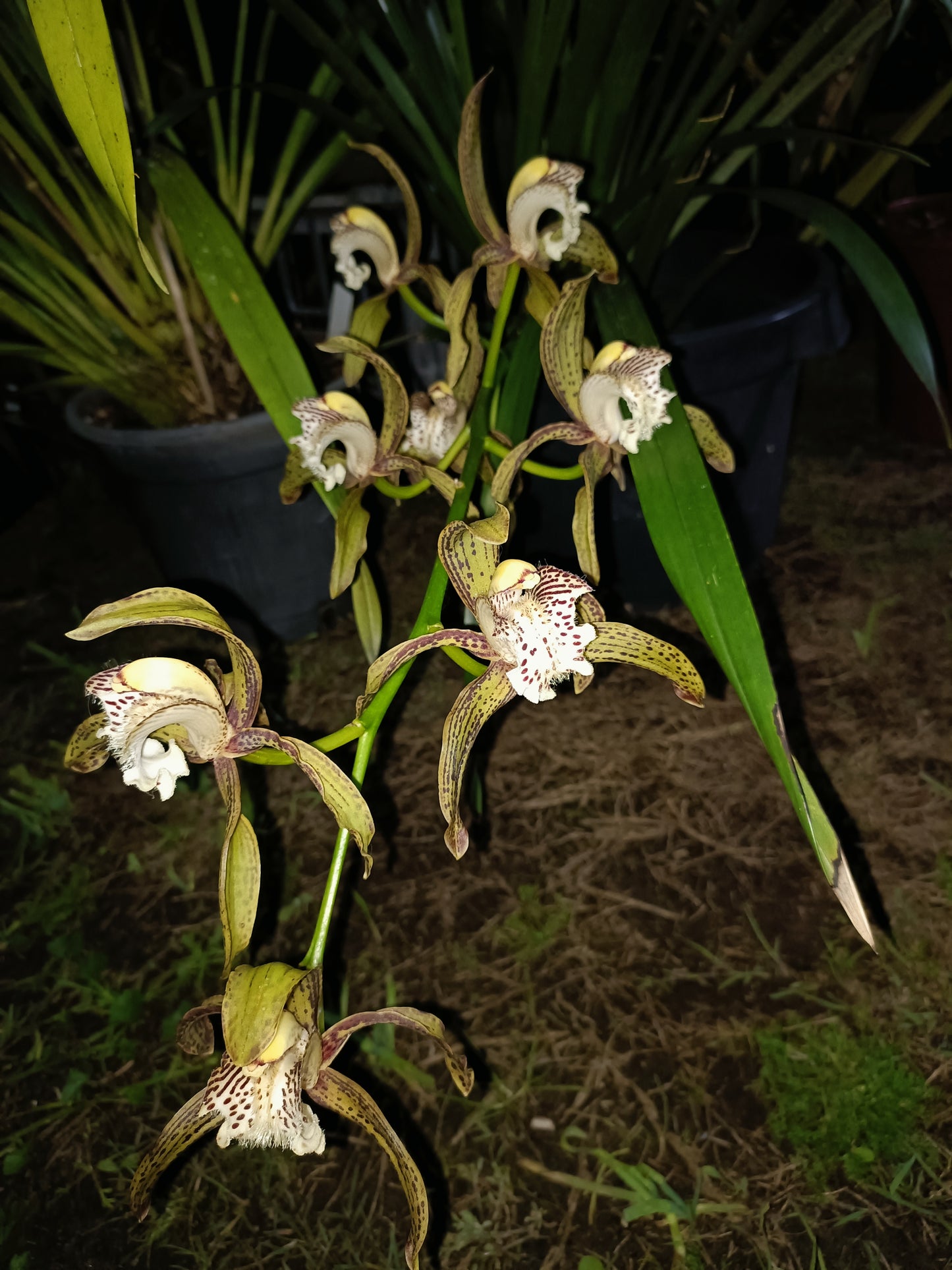 Cymbidium Tracyanum Flowering size plant strong scent