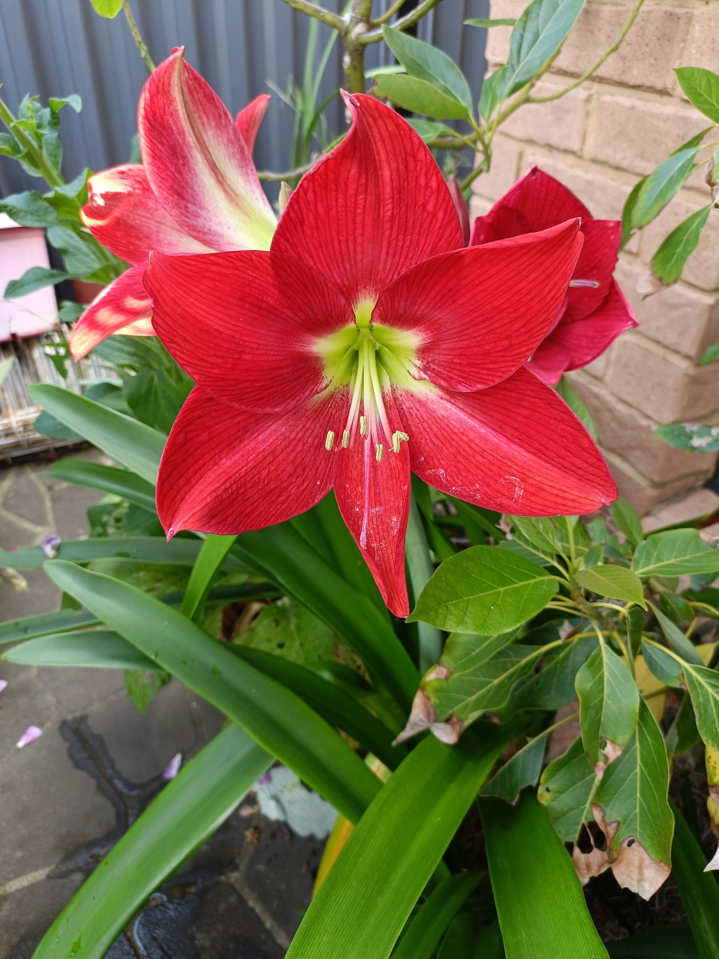 Hippeastrums Monaco x monte carlo (Flowering Size plant) 2