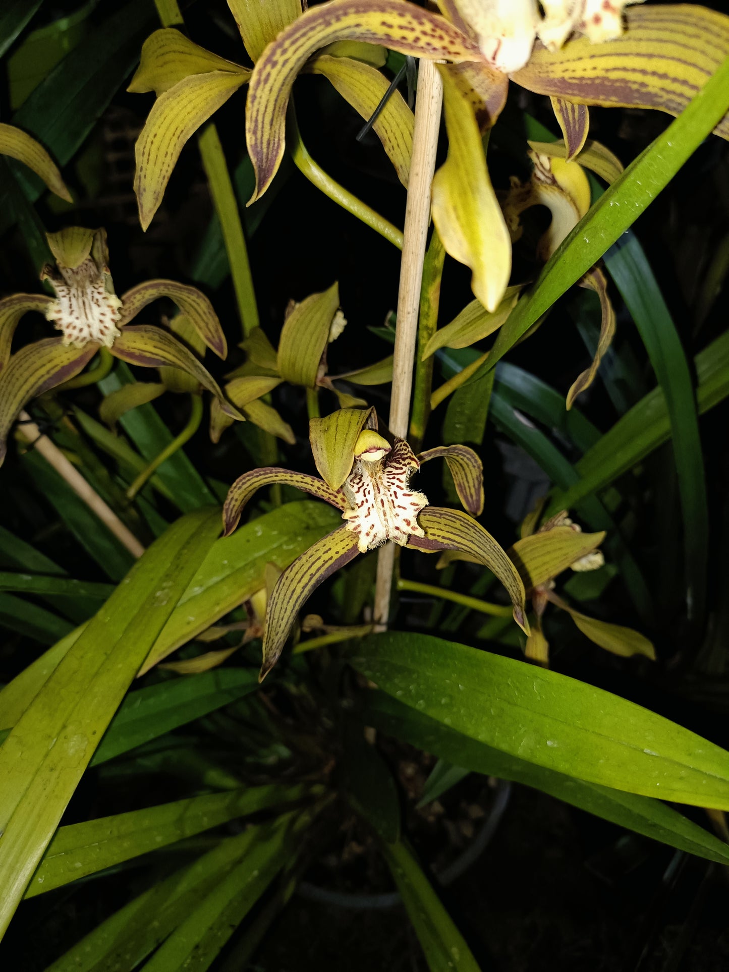 Cymbidium Tracyanum 4n Flowering size plant strong scent