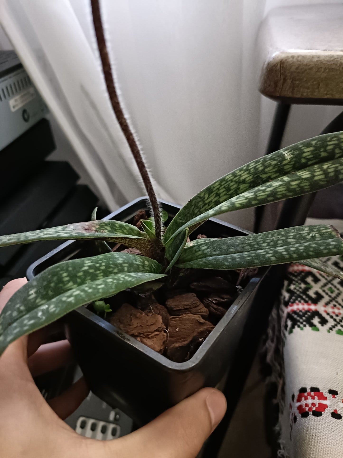 PAPHIOPEDILUM micranthum x micranthum vat eburneum flowering size /flowering plant