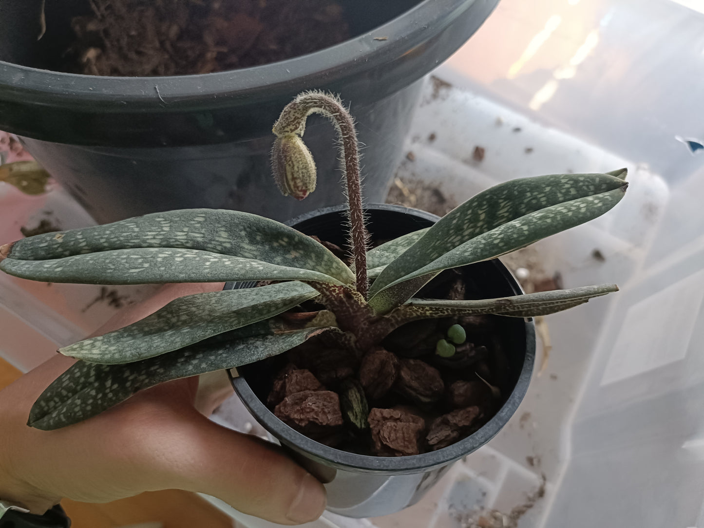 PAPHIOPEDILUM micranthum x micranthum vat eburneum flowering size /flowering plant