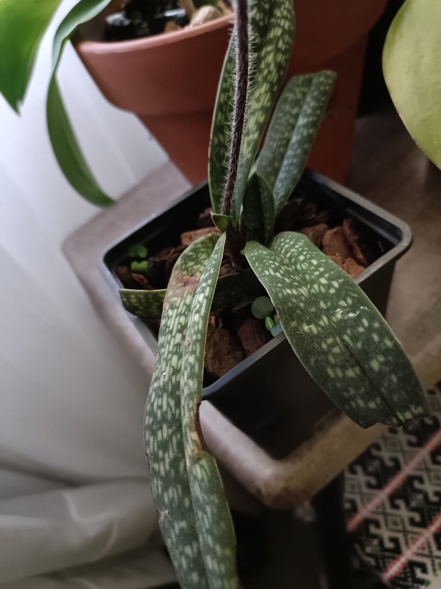 PAPHIOPEDILUM micranthum x micranthum vat eburneum flowering size /flowering plant