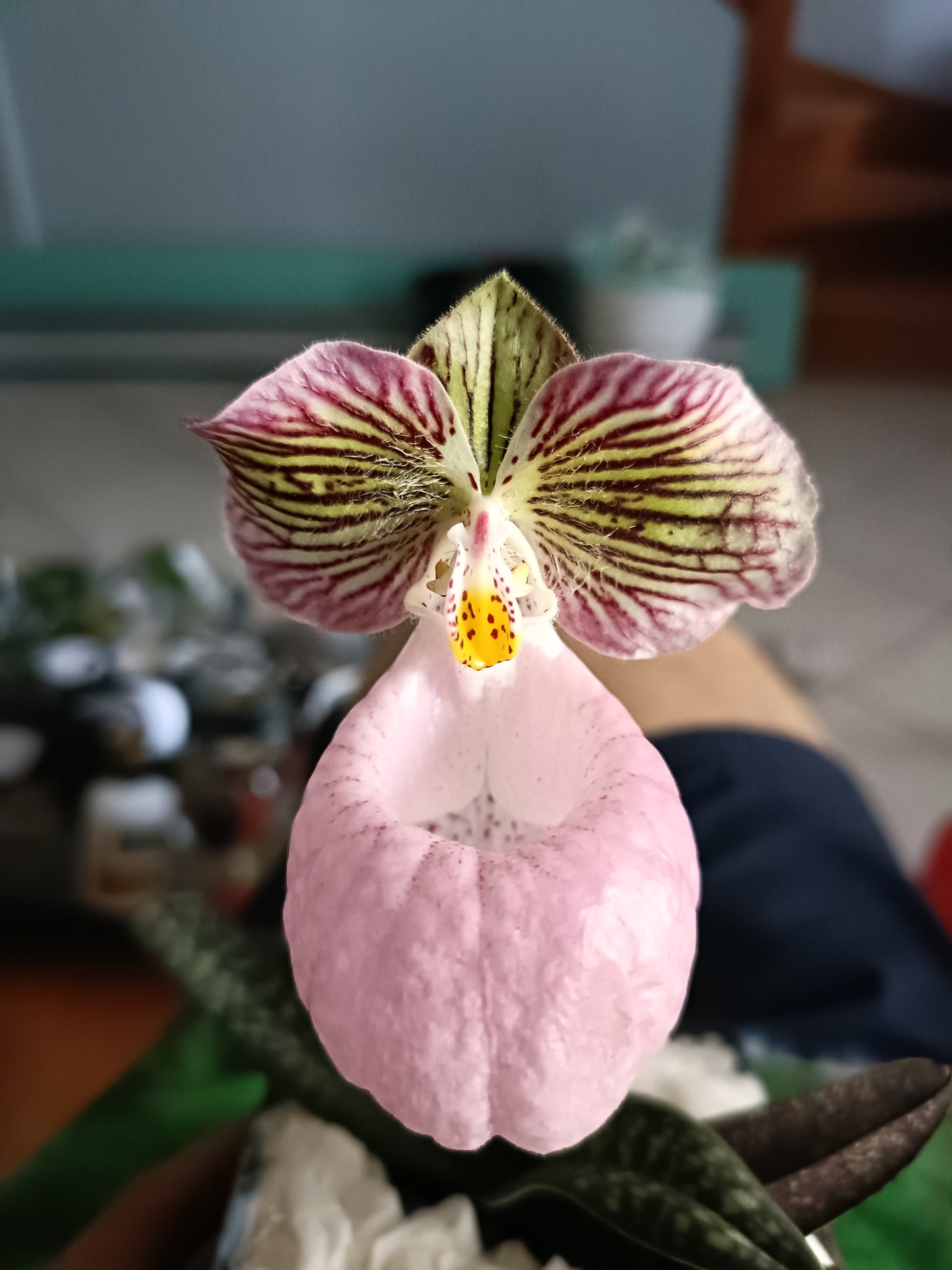 PAPHIOPEDILUM micranthum x micranthum vat eburneum flowering size /flowering plant