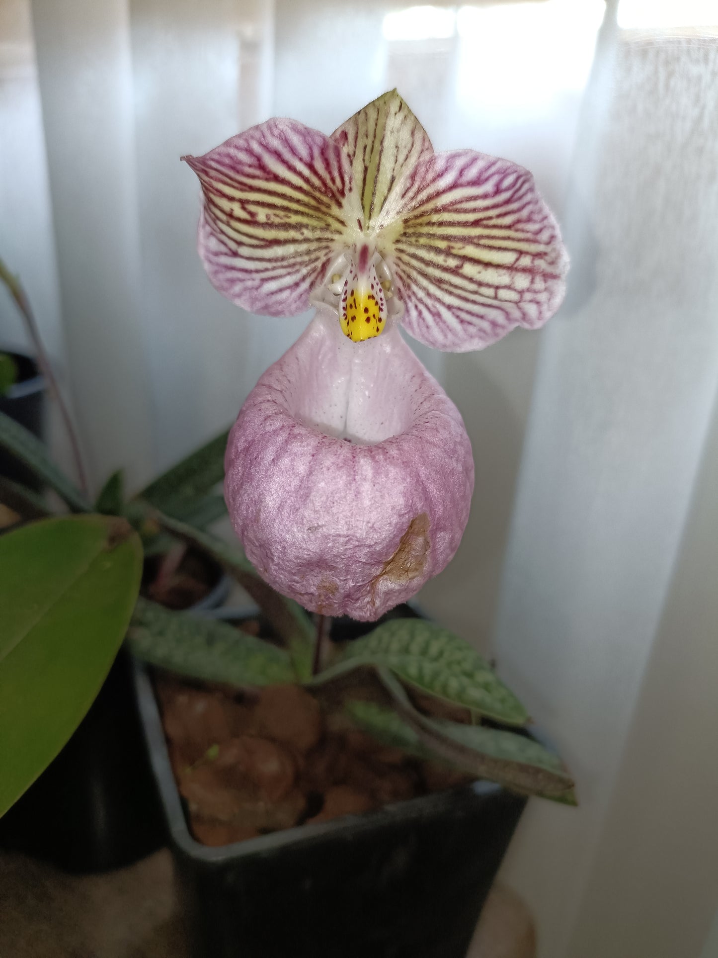 PAPHIOPEDILUM micranthum x micranthum vat eburneum flowering size /flowering plant