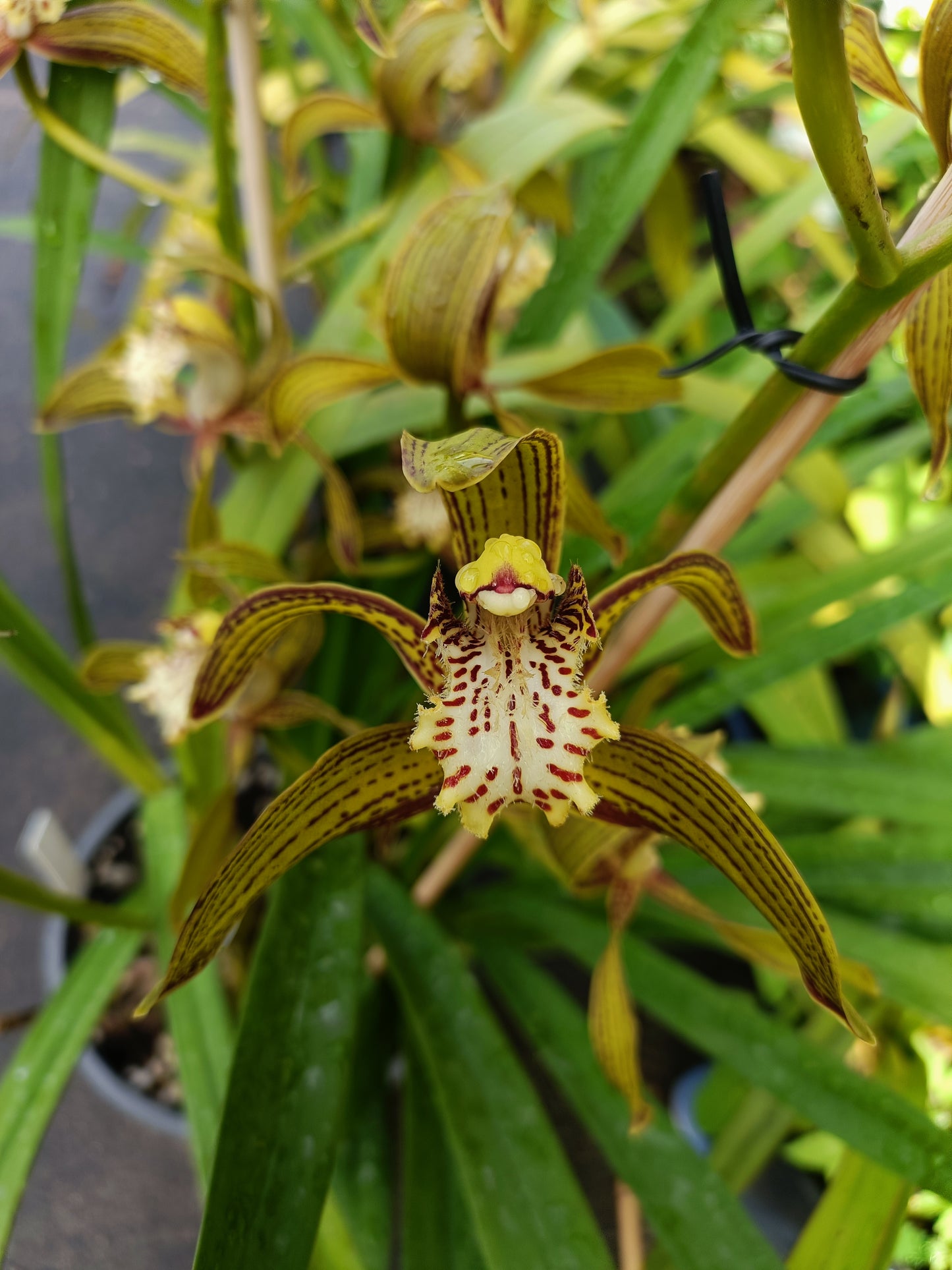 Cymbidium Tracyanum 4n Flowering size plant strong scent