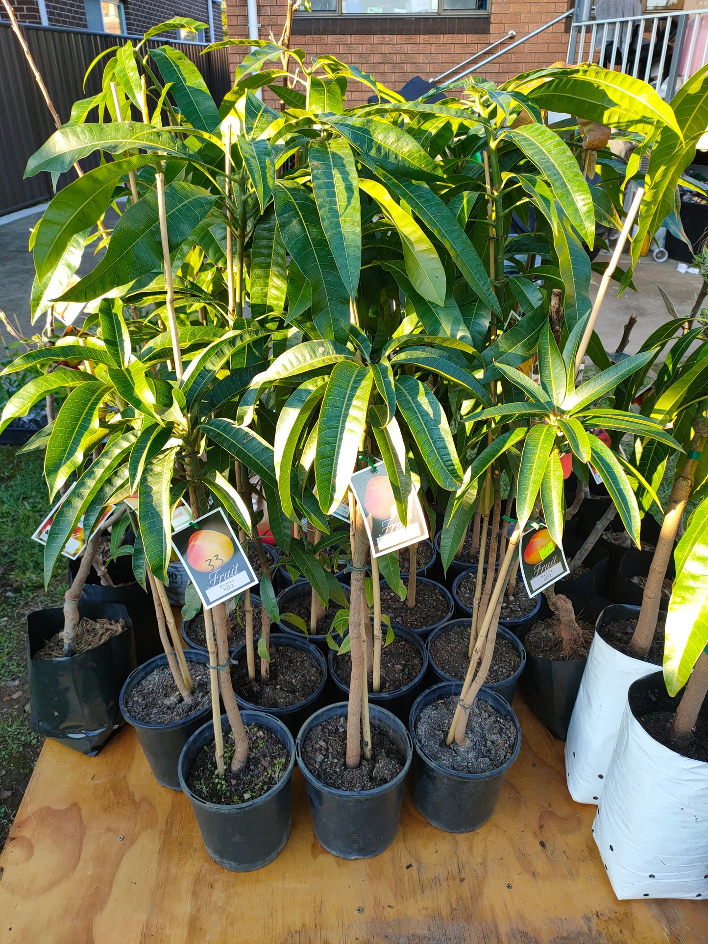 Grafted Alphonso Mango tree (Medium)