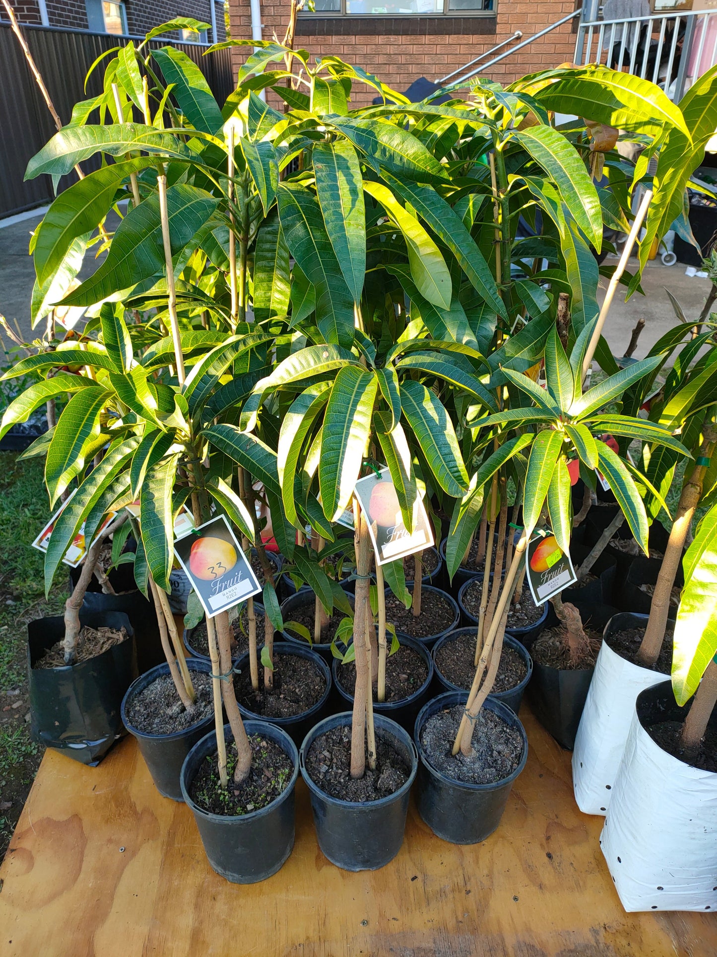 Grafted Kensington Pride Mango Tree (Medium)
