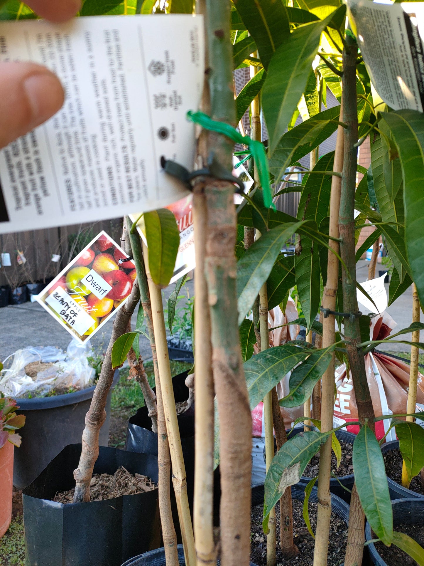 Grafted Glen Mango Tree(Medium)