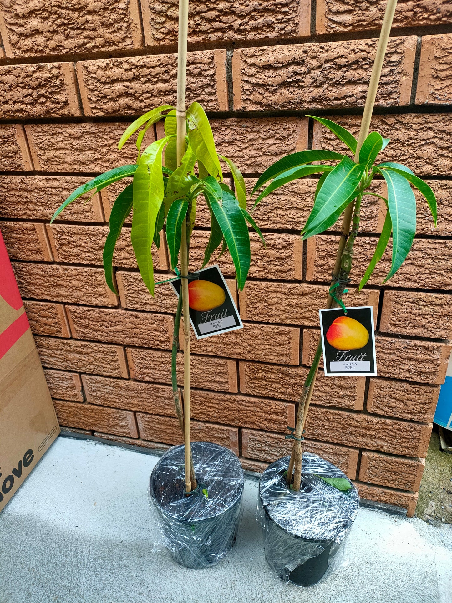 Grafted R2e2 Mango Tree(Medium)