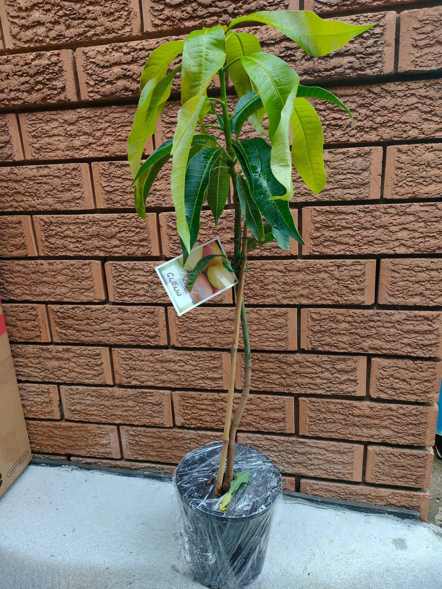 Grafted Glen Mango Tree(Medium)