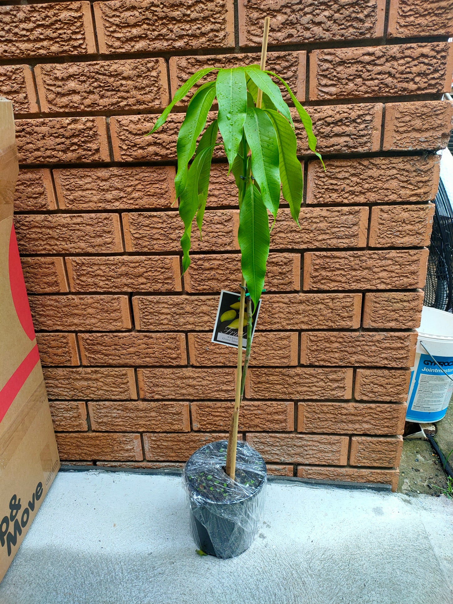 Grafted Keow Savoy Mango Tree(Medium)