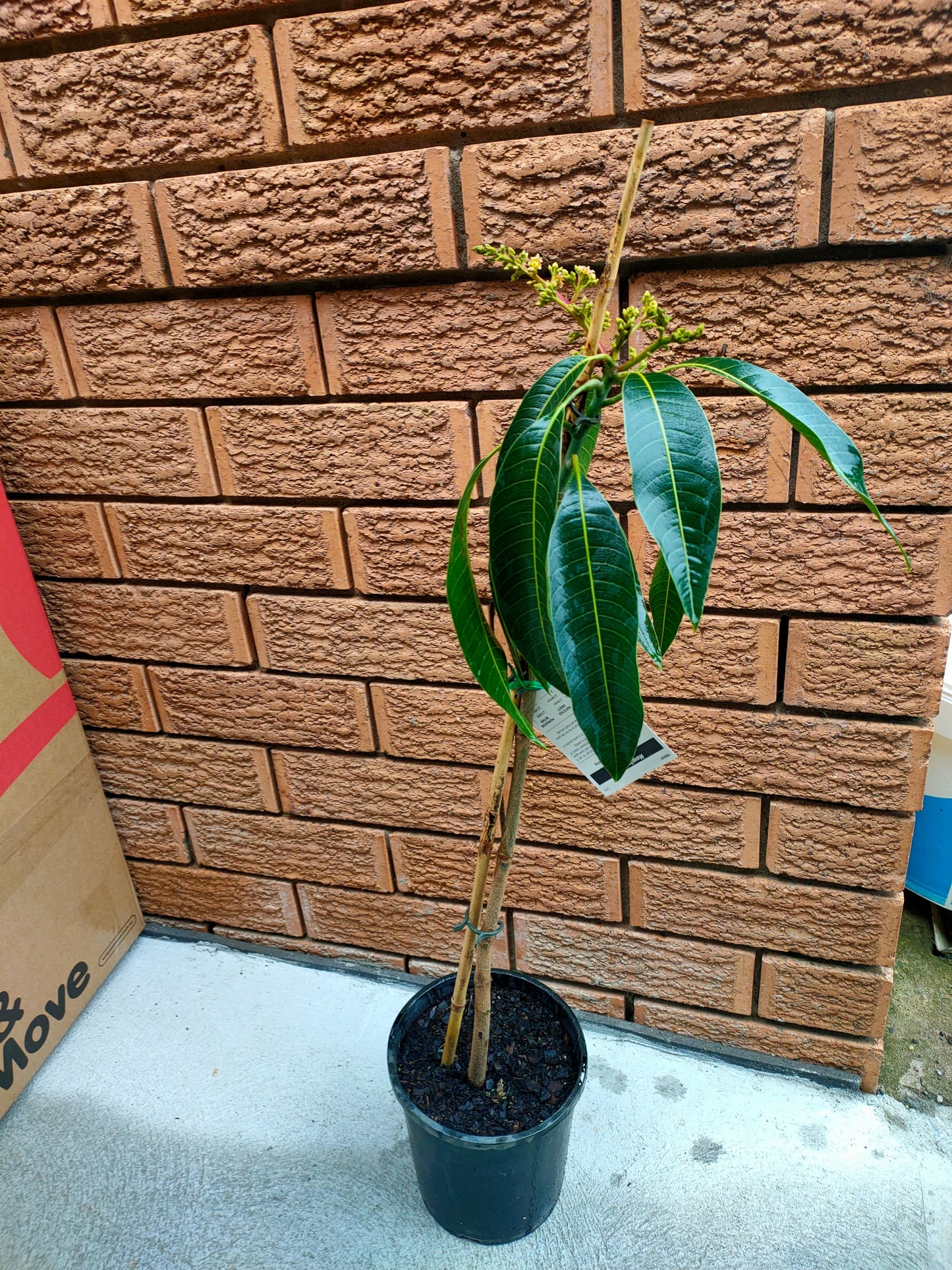 Grafted King Thai Mango Tree (Medium)
