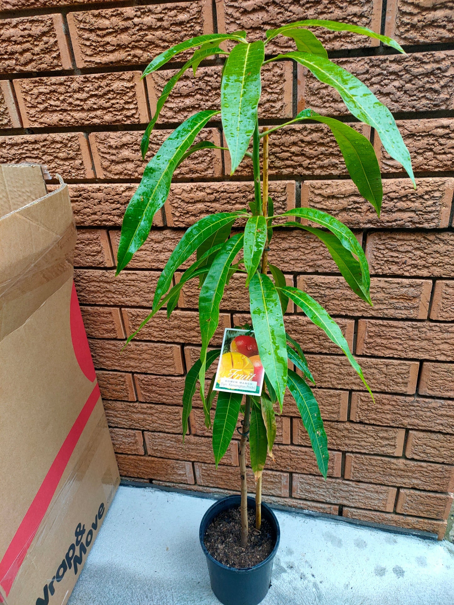Grafted Kensington Pride Mango Tree (Medium)