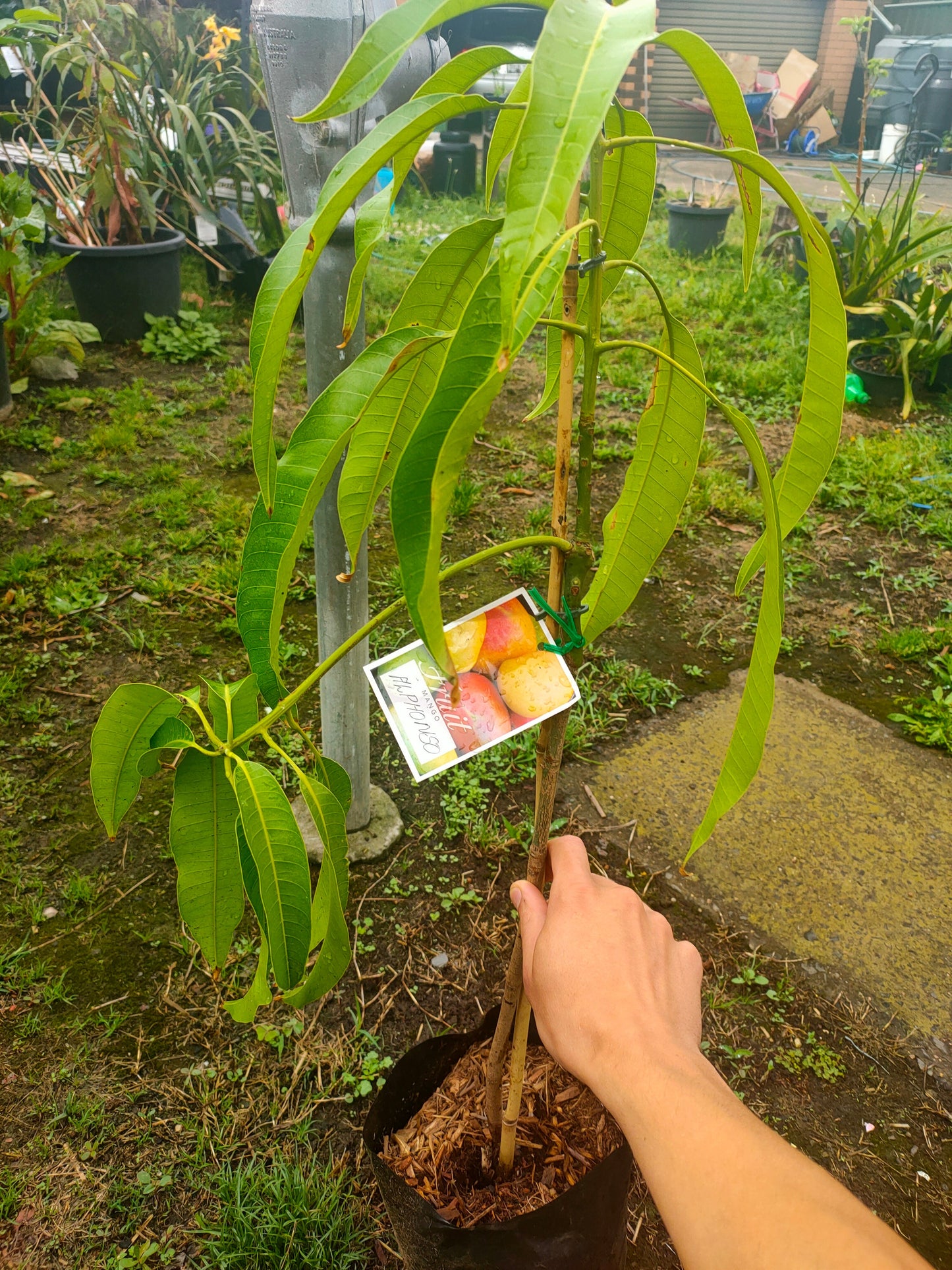Grafted Alphonso Mango tree (Medium)