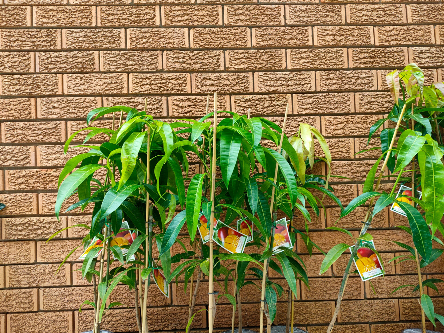 Grafted Big Z Mango Tree (Medium)