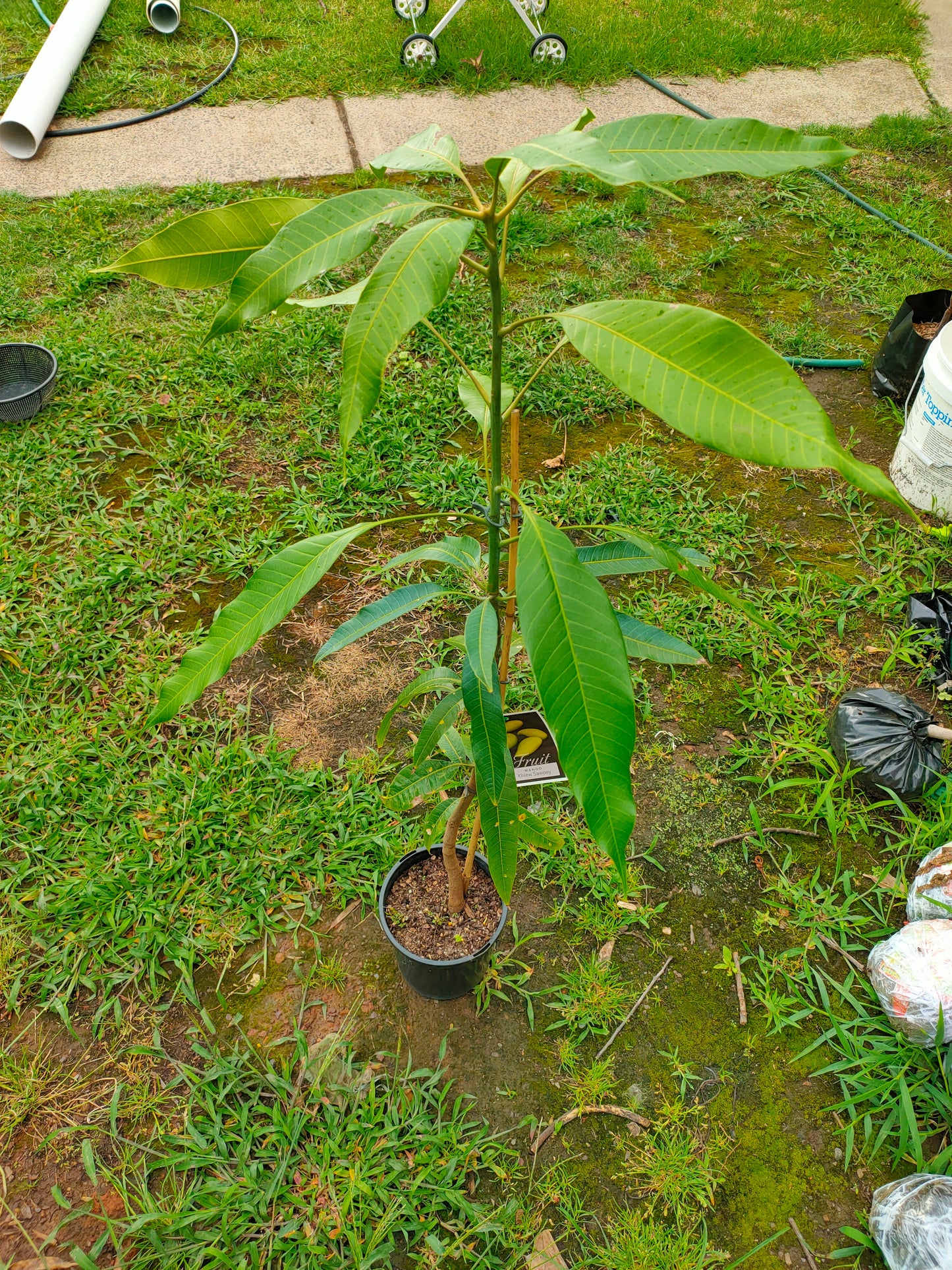 Grafted Keow Savoy Mango Tree(Medium)