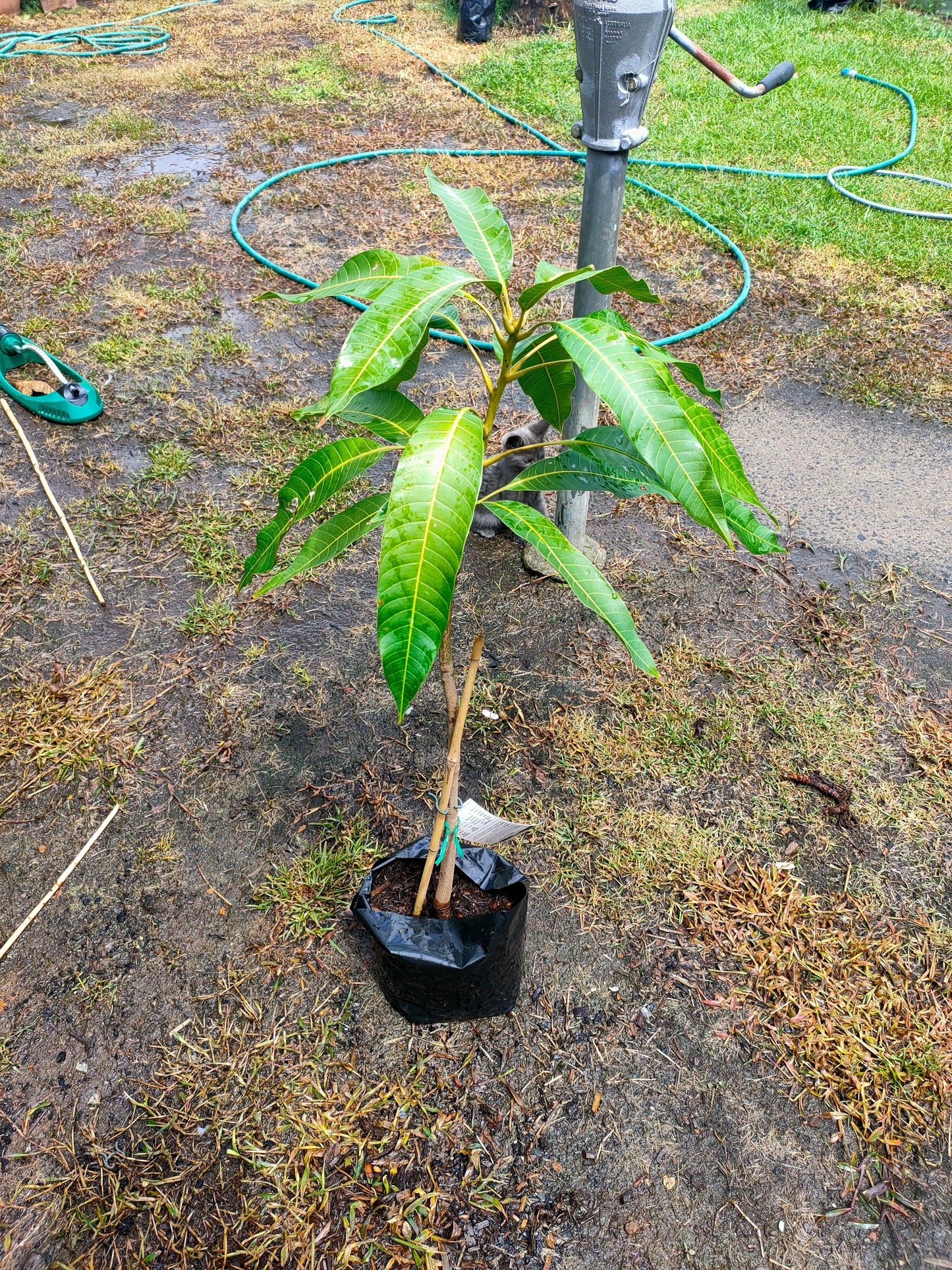 Grafted King Thai Mango Tree (Medium)