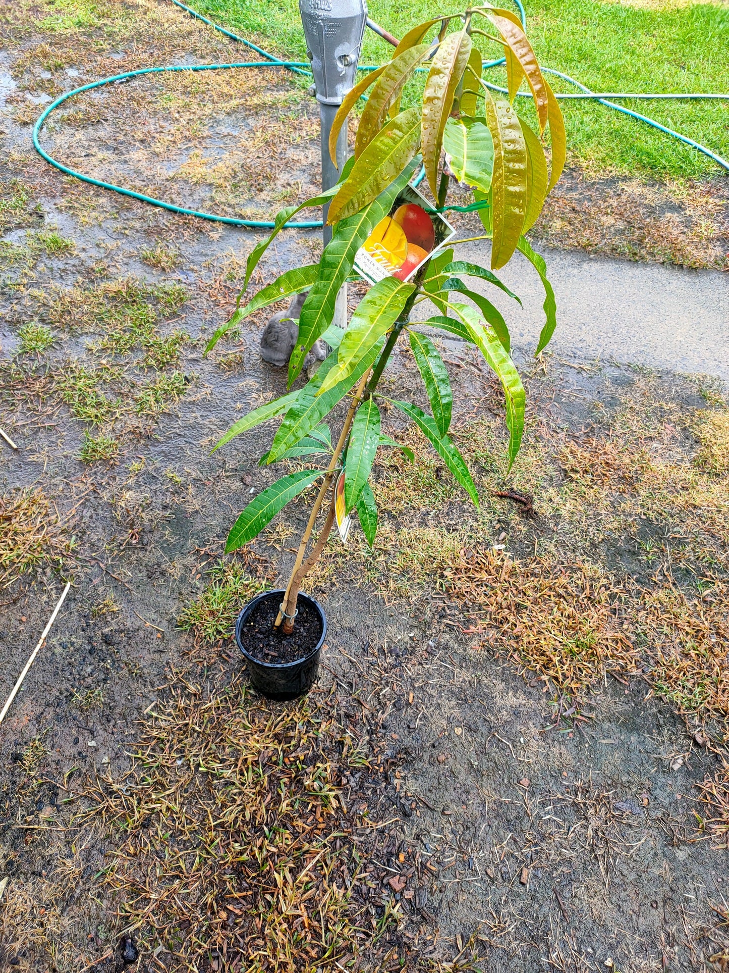 Kensington Pride Mango tree (Medium)