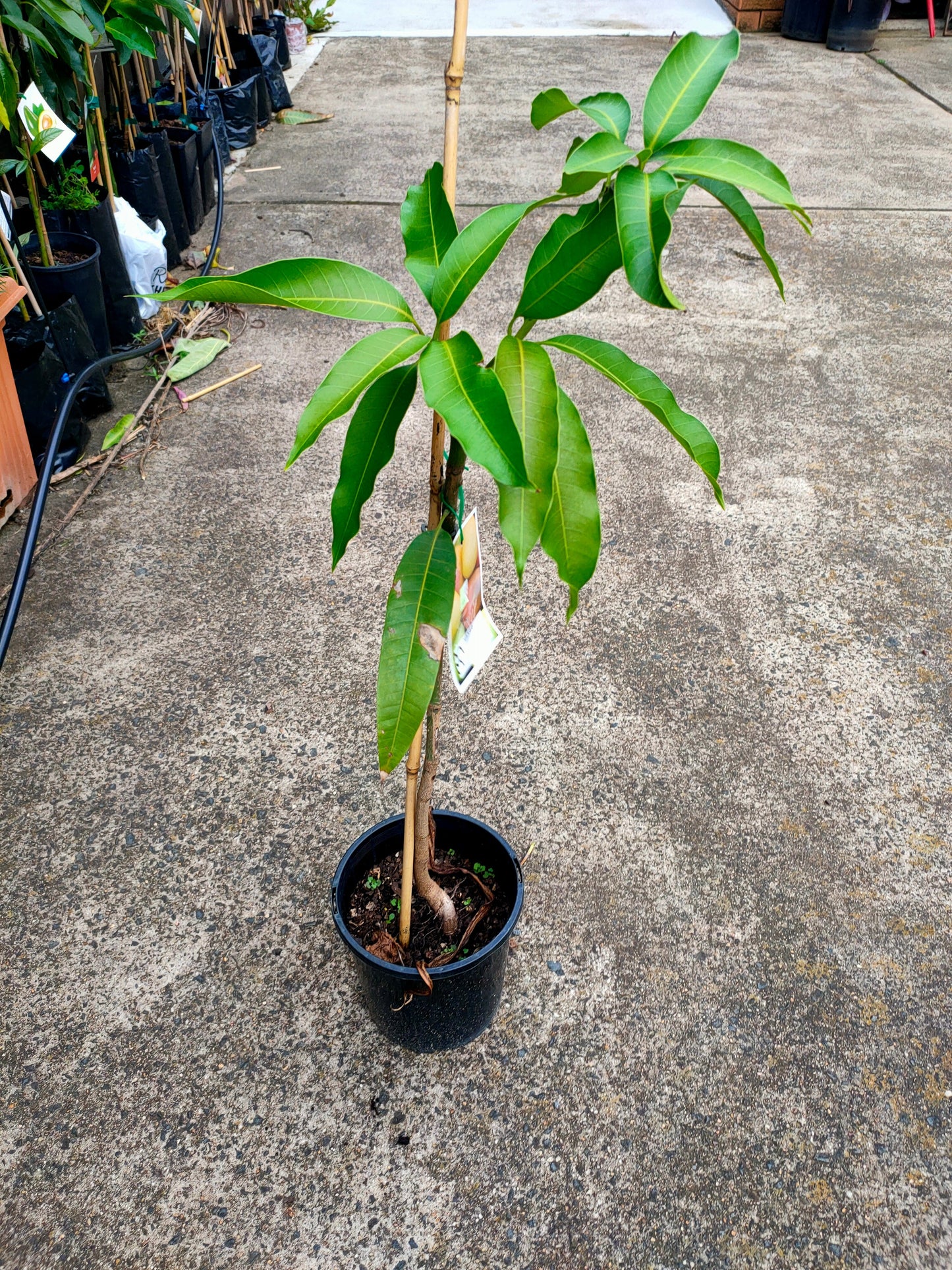 Grafted Alphonso Mango tree (Medium)