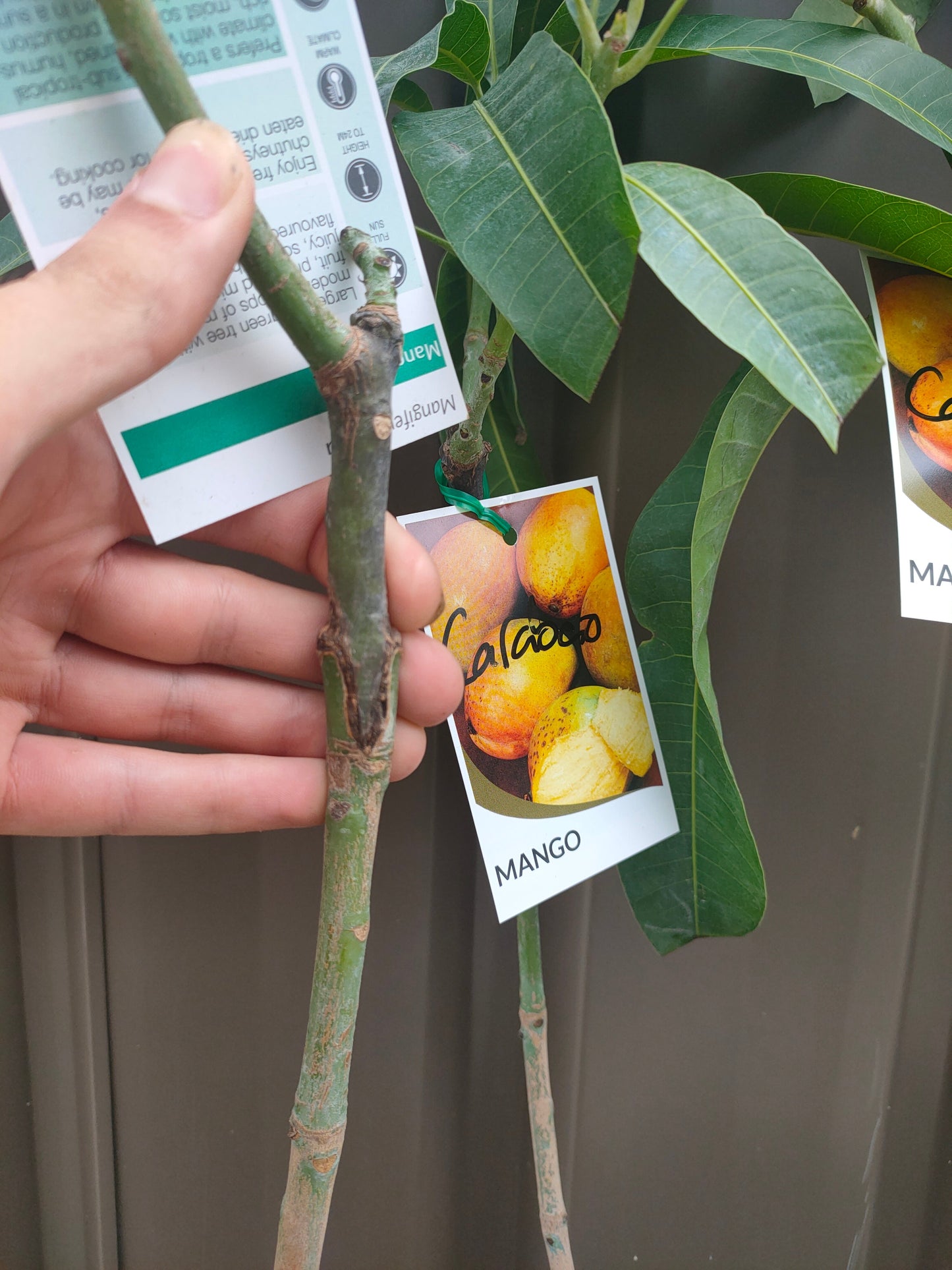 Grafted Cabaro Mango Tree (Medium)
