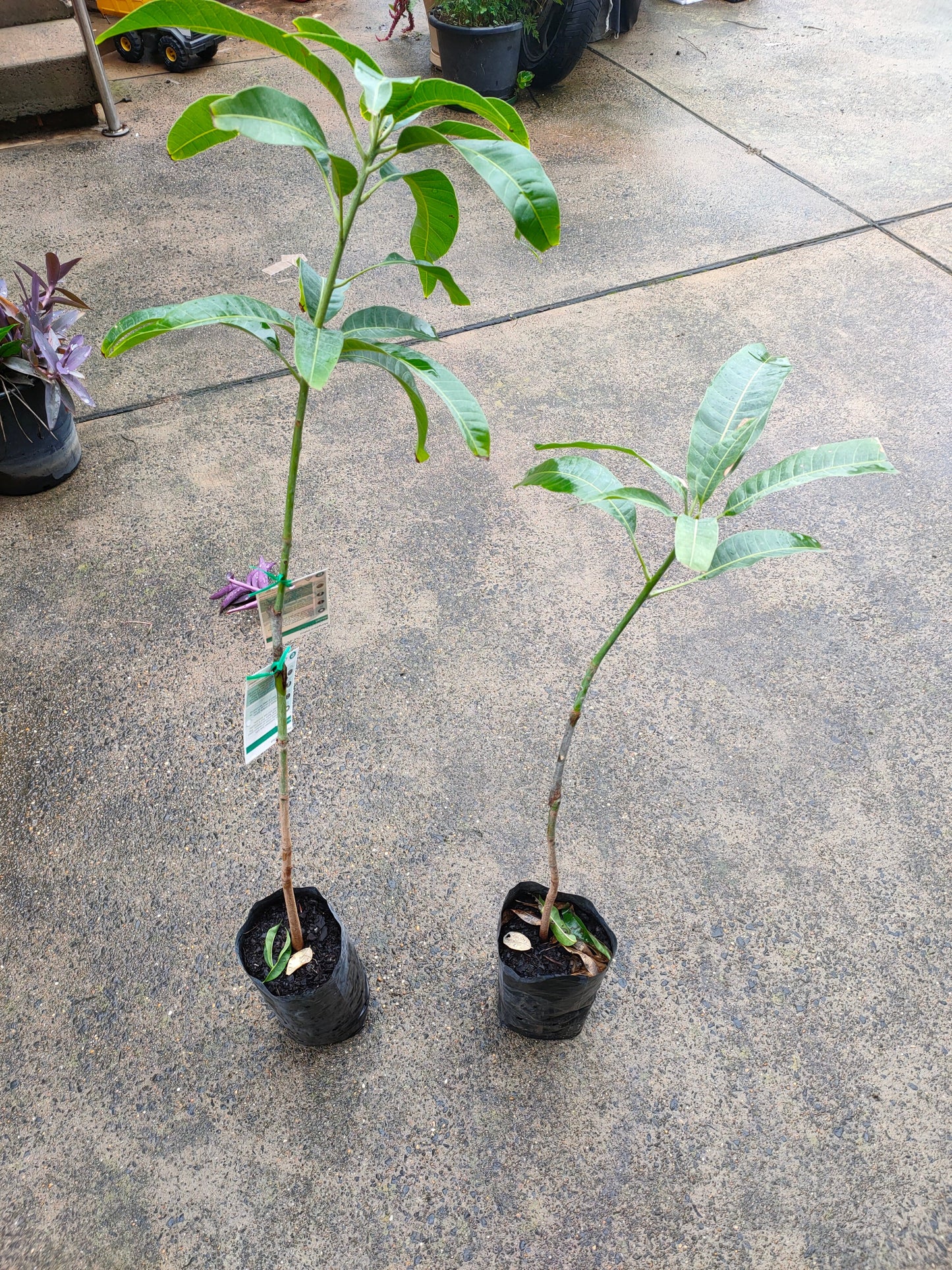 Grafted King Thai Mango Tree (Medium)