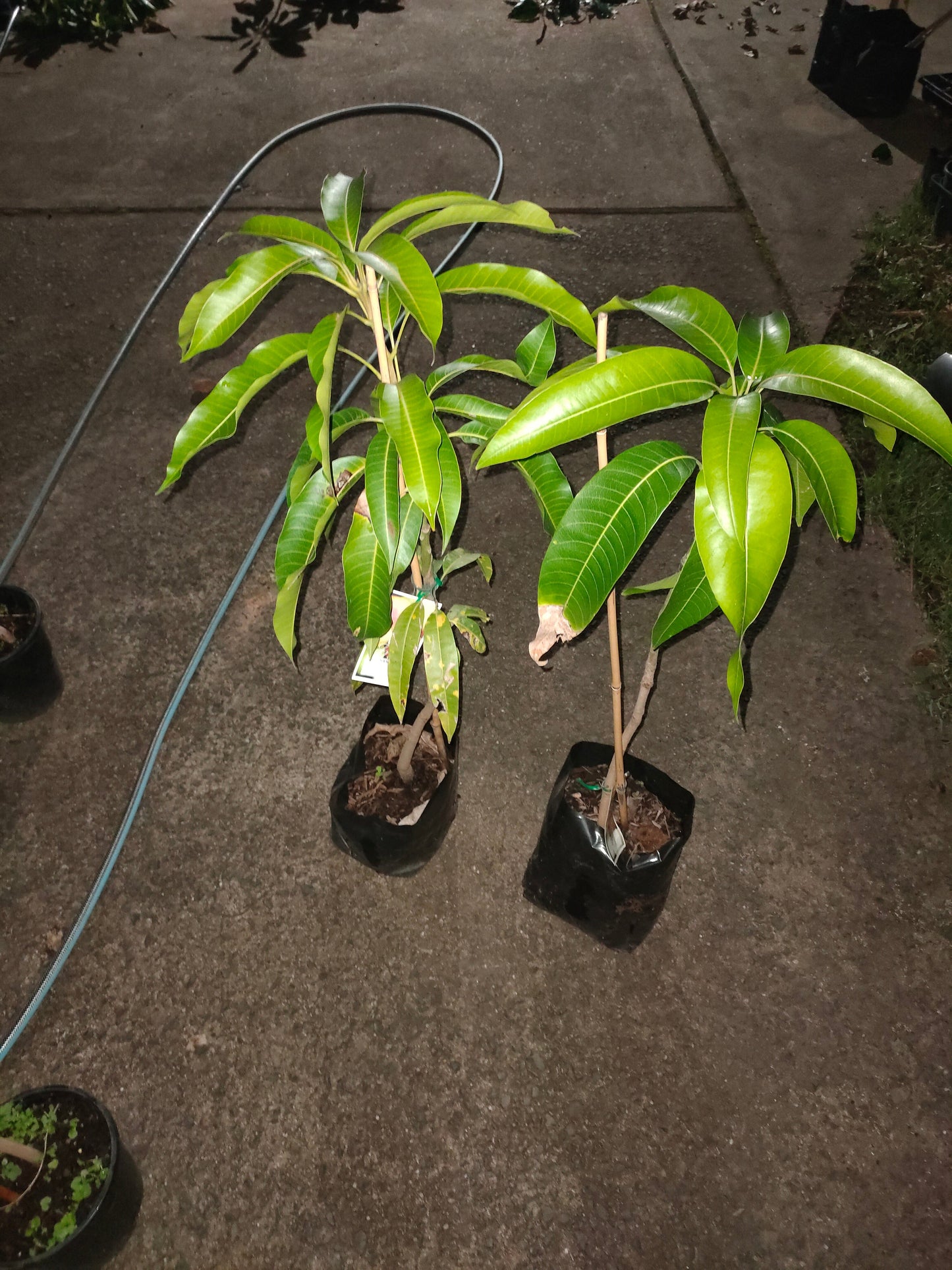 Grafted King Thai Mango Tree (Medium)