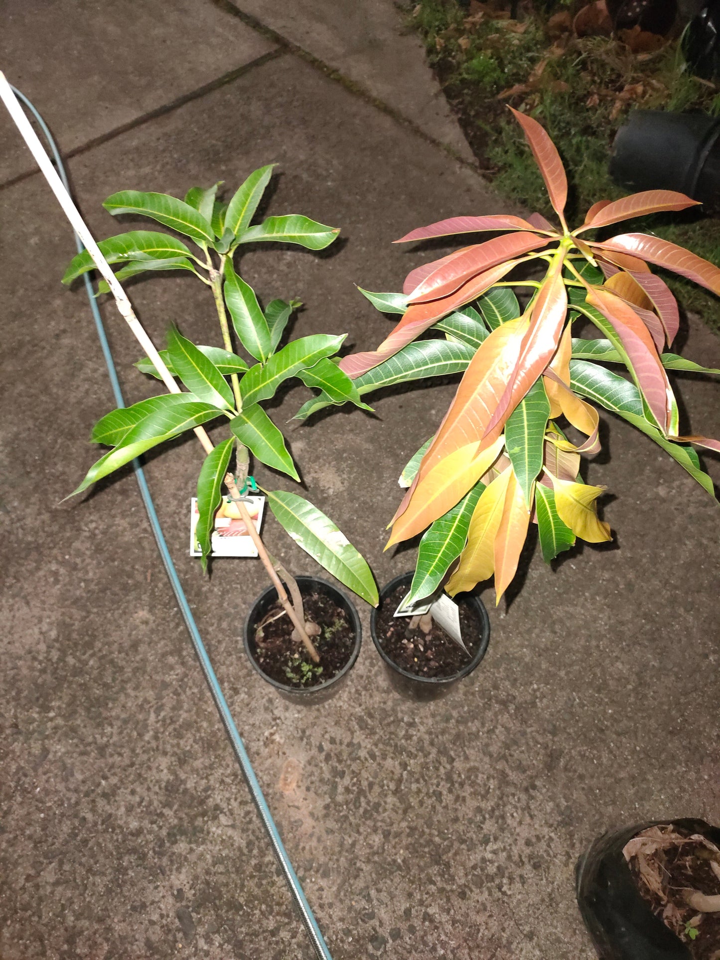 Grafted Haden Mango Tree (Medium)