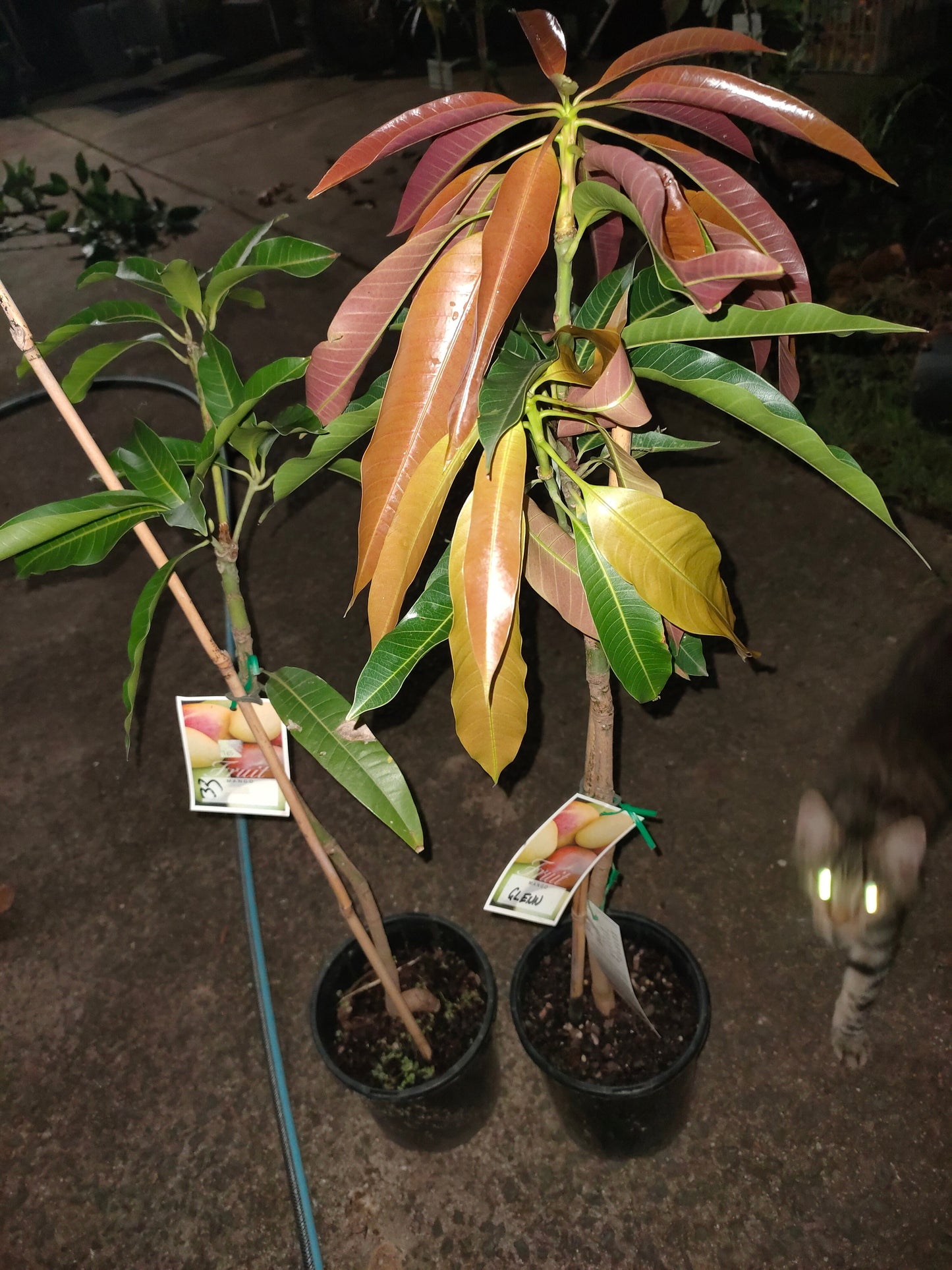 Grafted Glen Mango Tree(Medium)