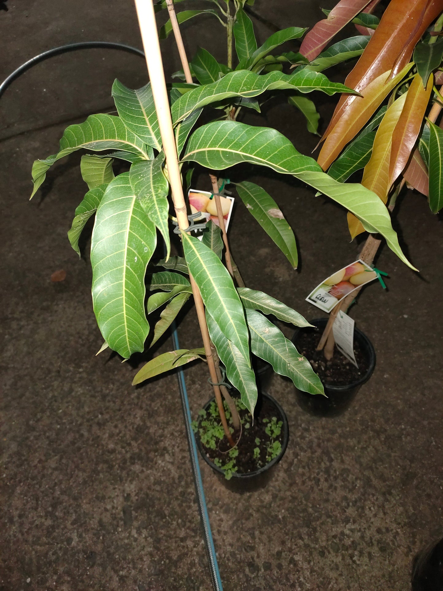 Grafted King Thai Mango Tree (Medium)