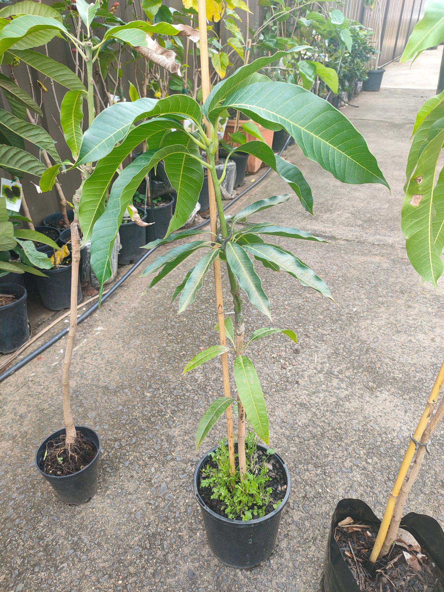 Grafted King Thai Mango Tree (Medium)