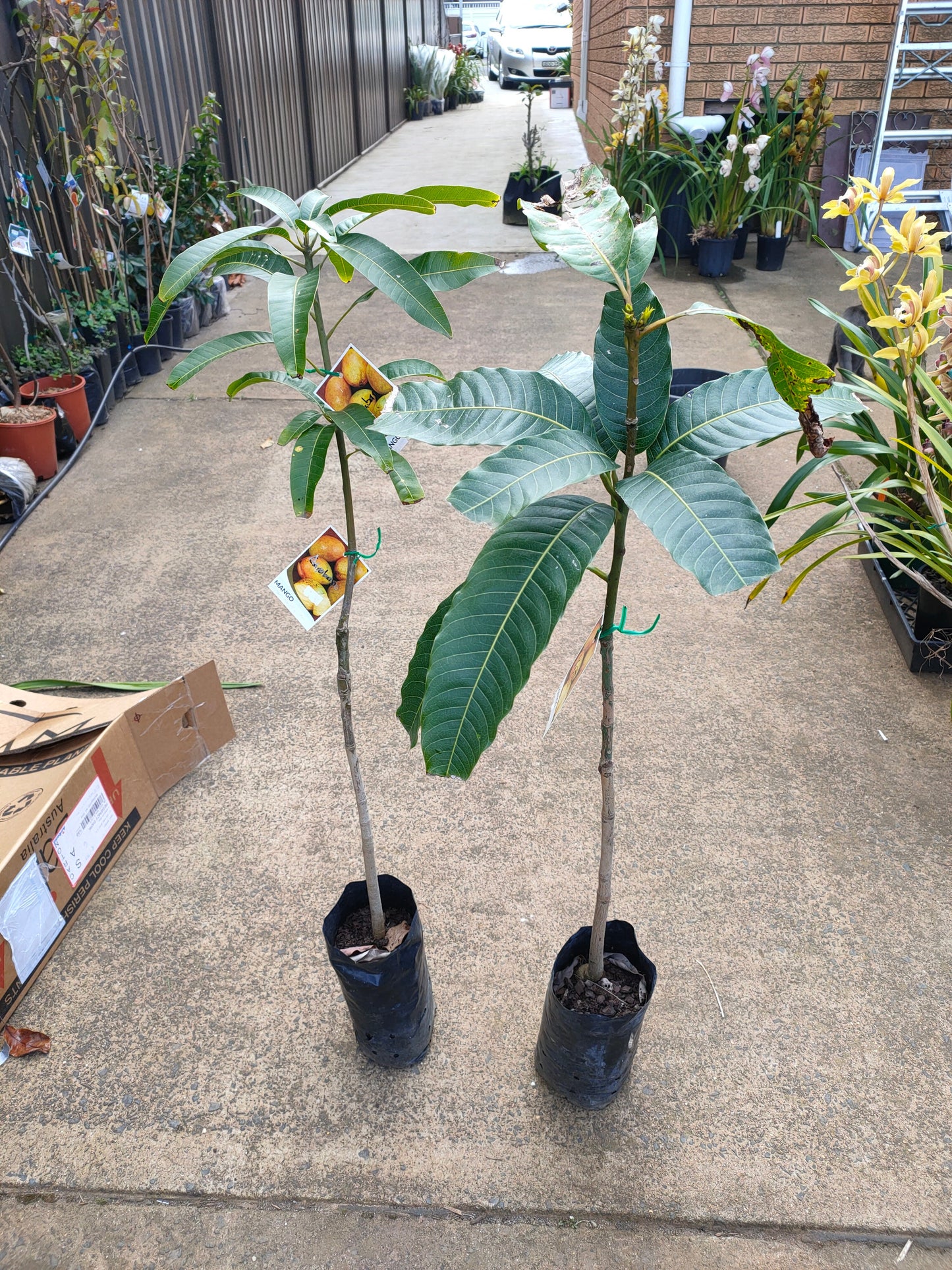 Grafted Cabaro Mango Tree (Medium)