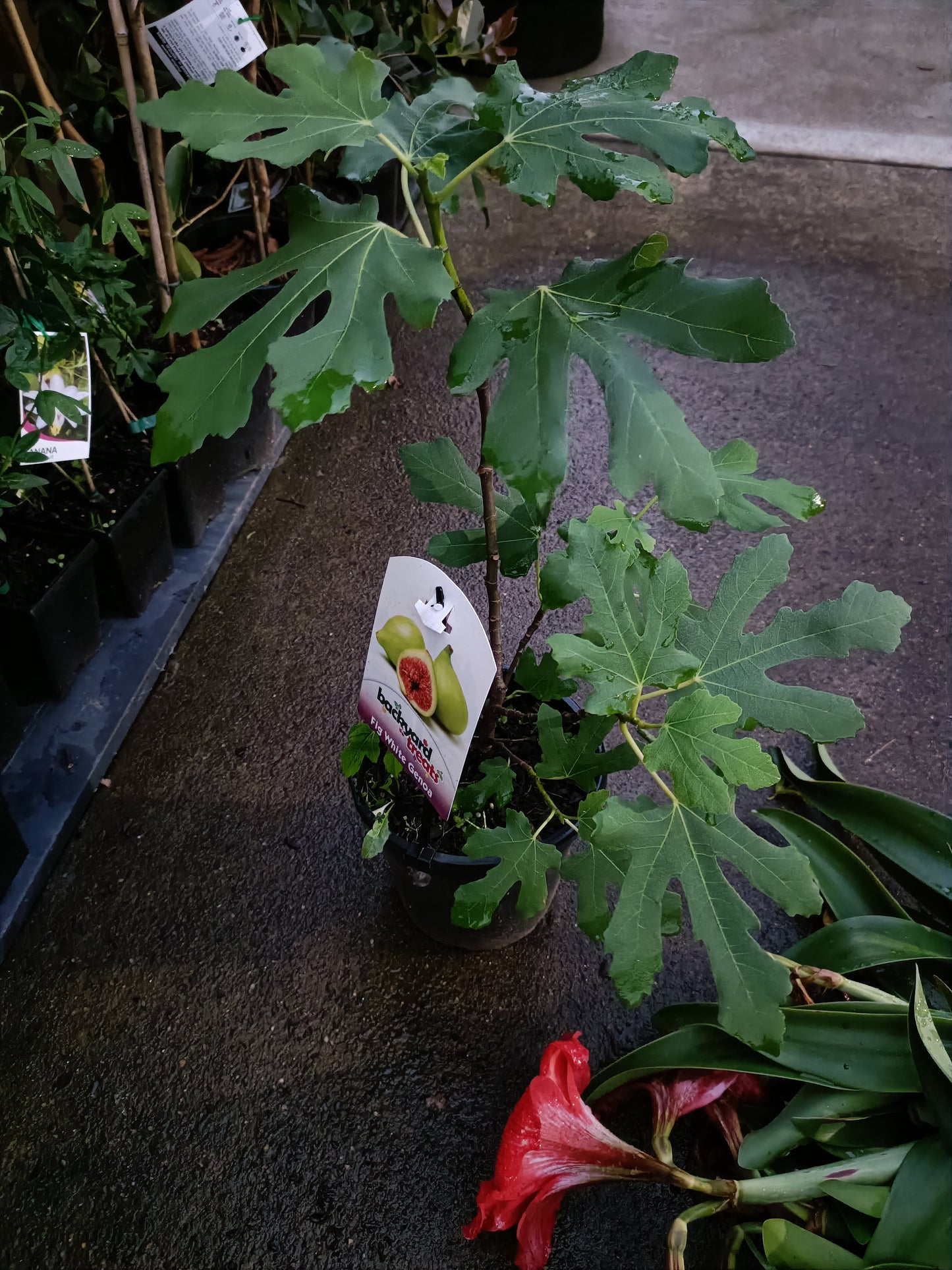 Black Tuscan Fig tree(Small)