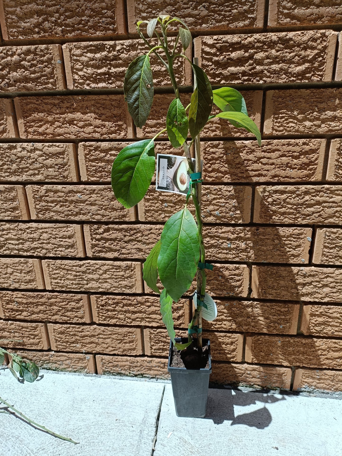 Grafted Hass Avocado small