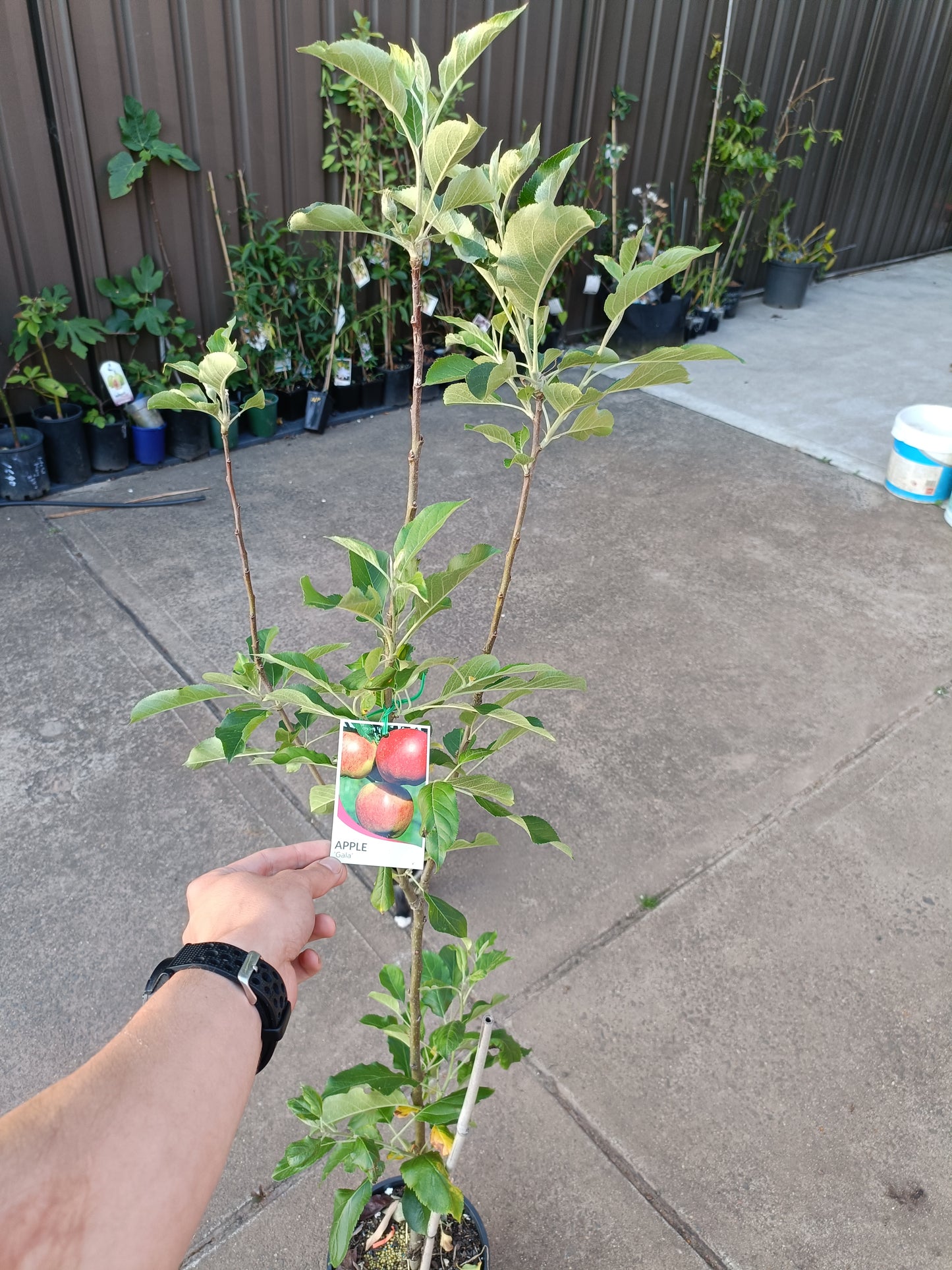 Grafted Apple gala