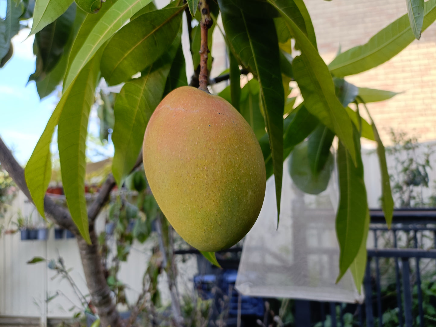 Grafted Big Z Mango Tree (Medium)