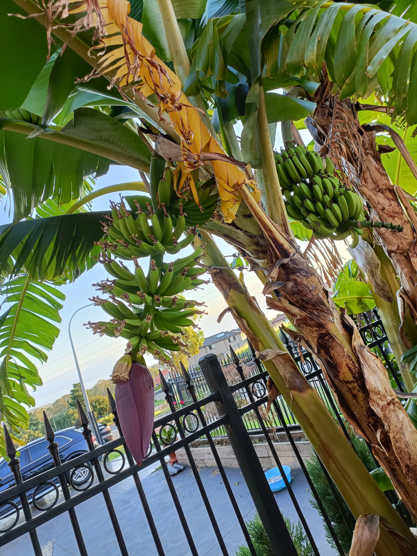 Dwaf Banana Cavindish(Small)