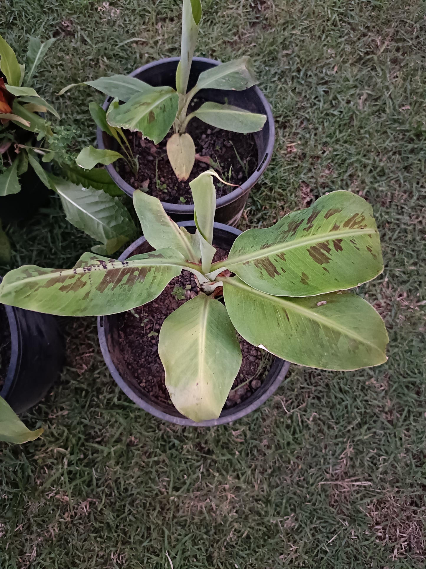 Dwaf Banana Cavindish(Small)