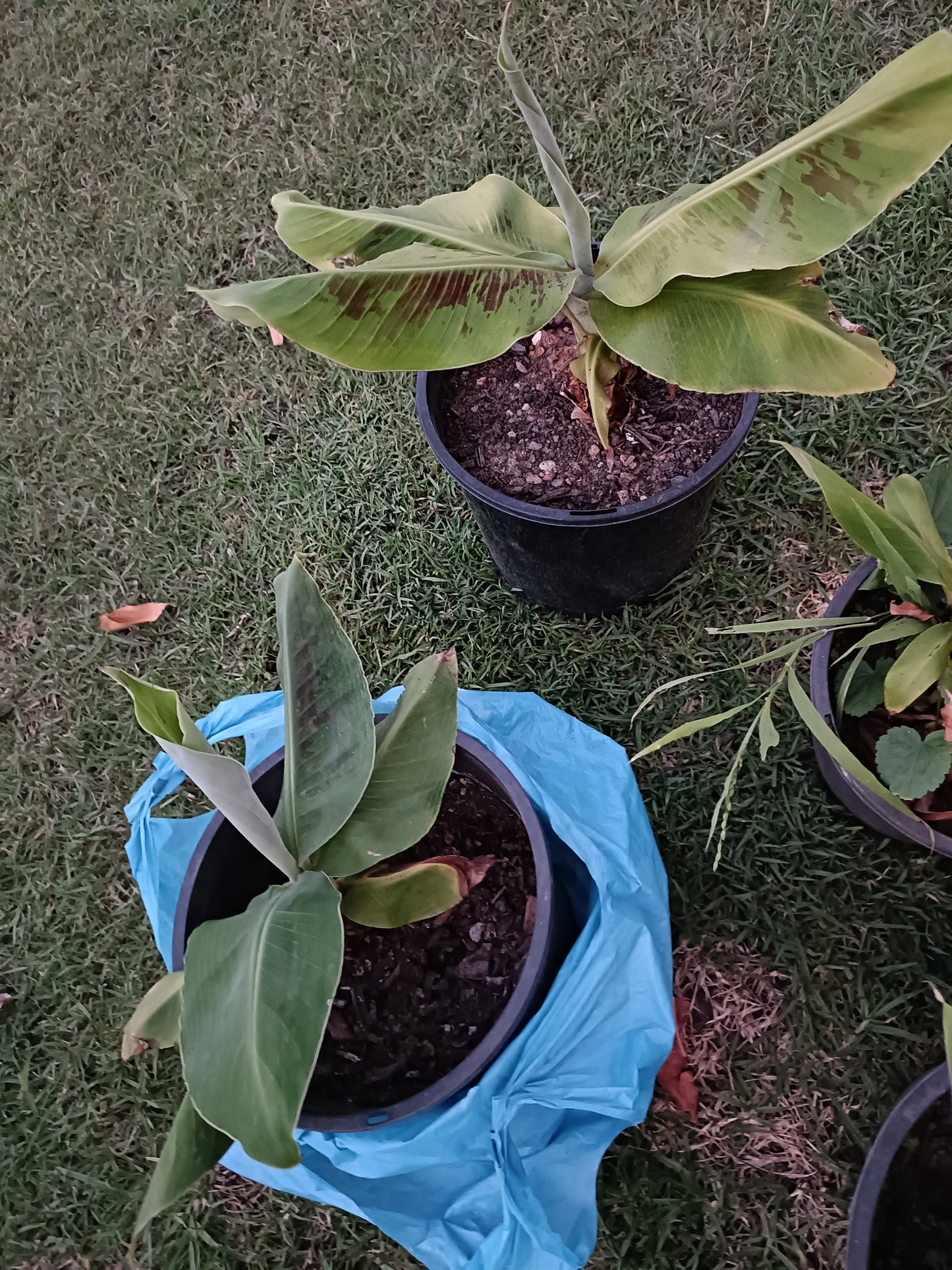 Banana Lady Finger (Small)