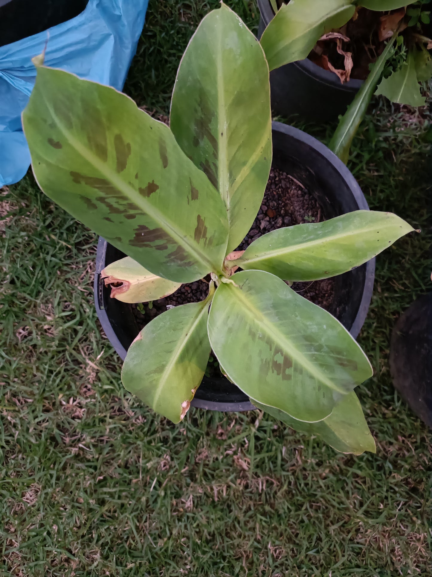 Dwaf Banana Cavindish(Small)