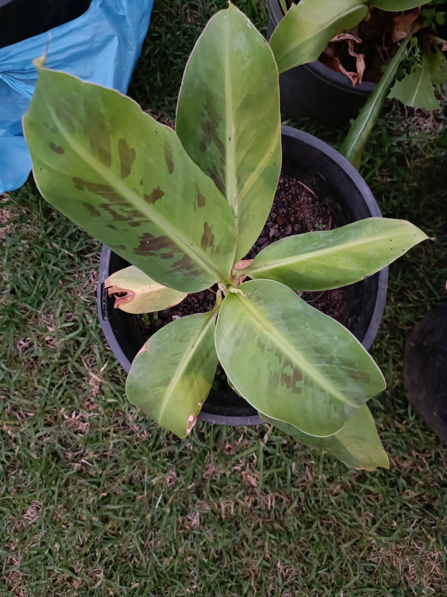 Banana Lady Finger (Small)