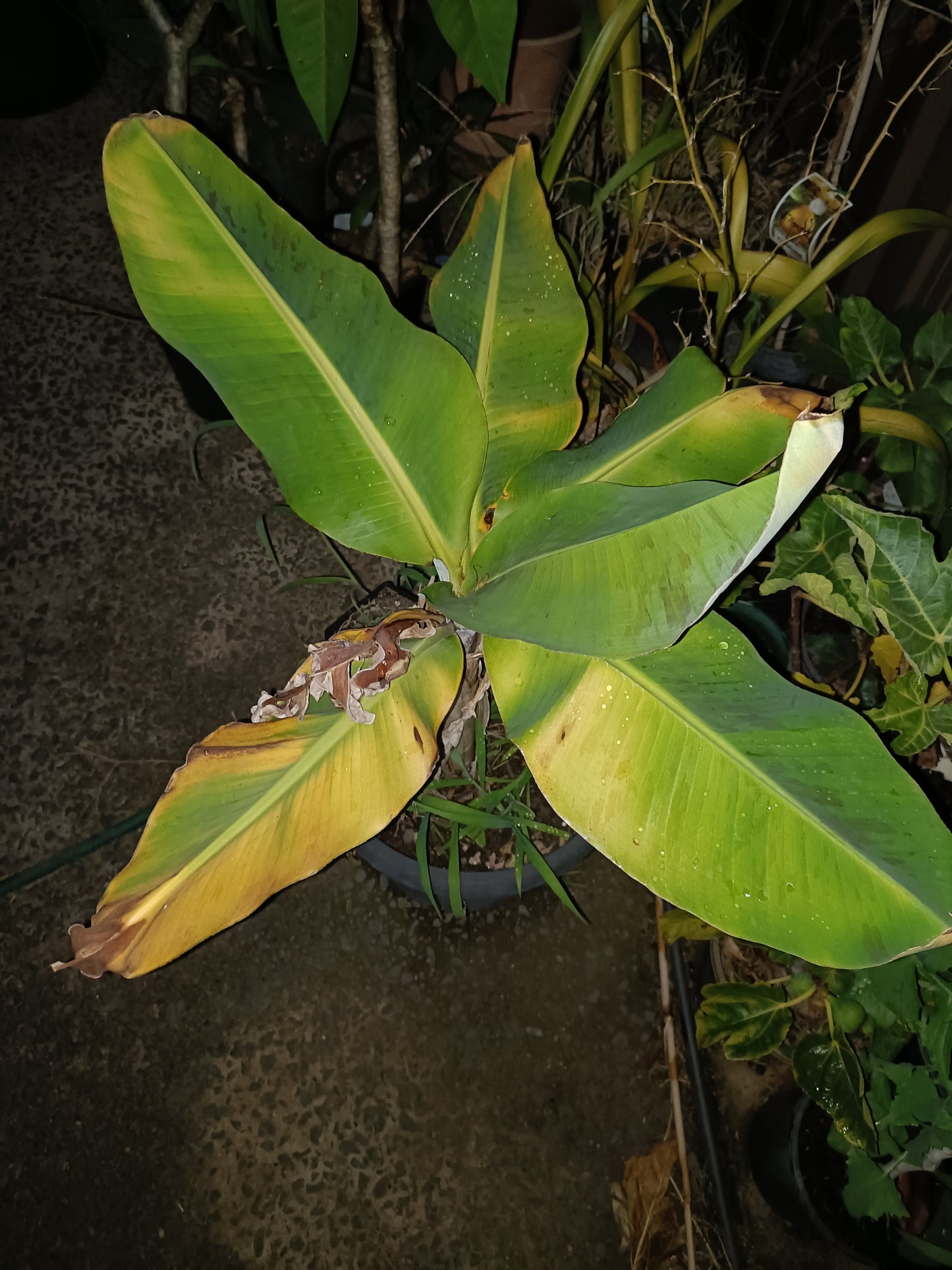 Dwaf Banana Cavindish(Medium)