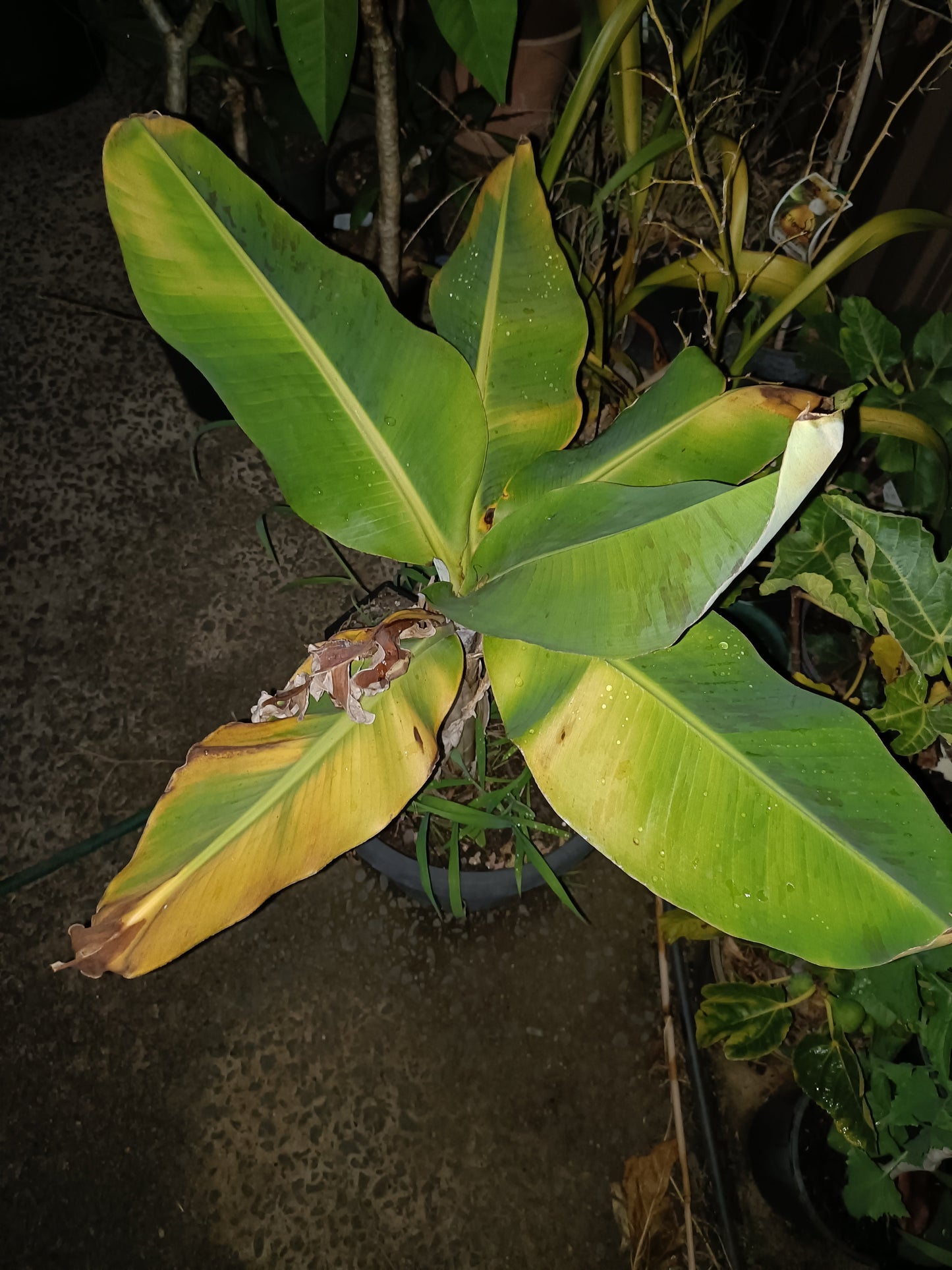 Banana Cavindish(Medium)