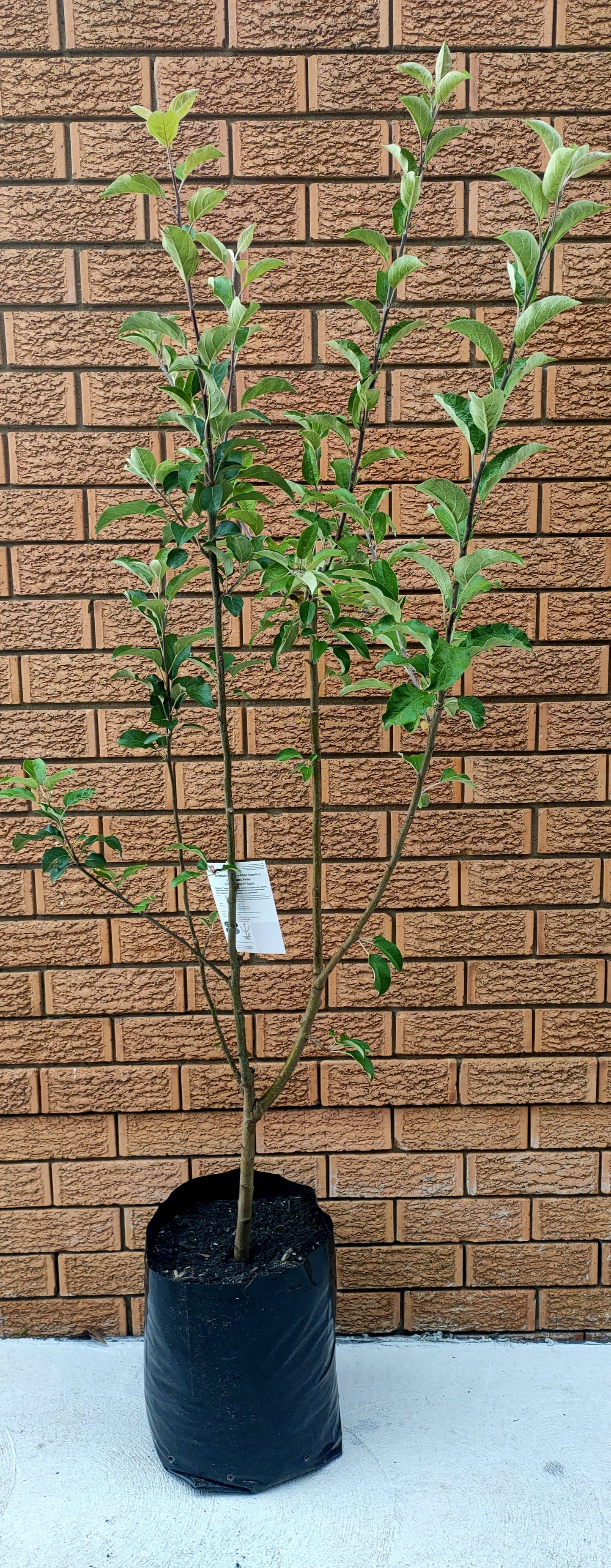 3 Way Grafted Apple Tree (pink lady,Gala,Fuji)