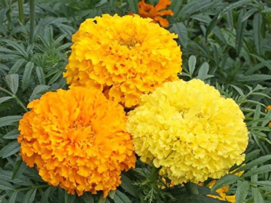 Marigold Crackjack Tall Verson Seeds