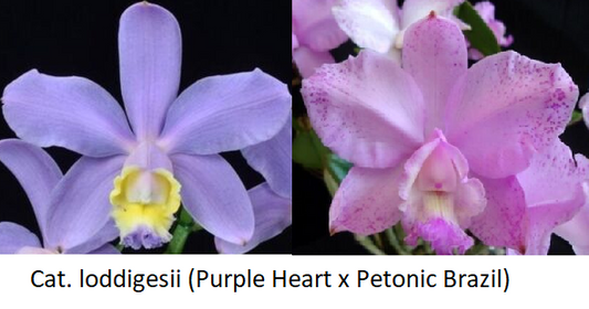 Cattleya loddigesii (purple heart x Petonic Brazil) Seedling