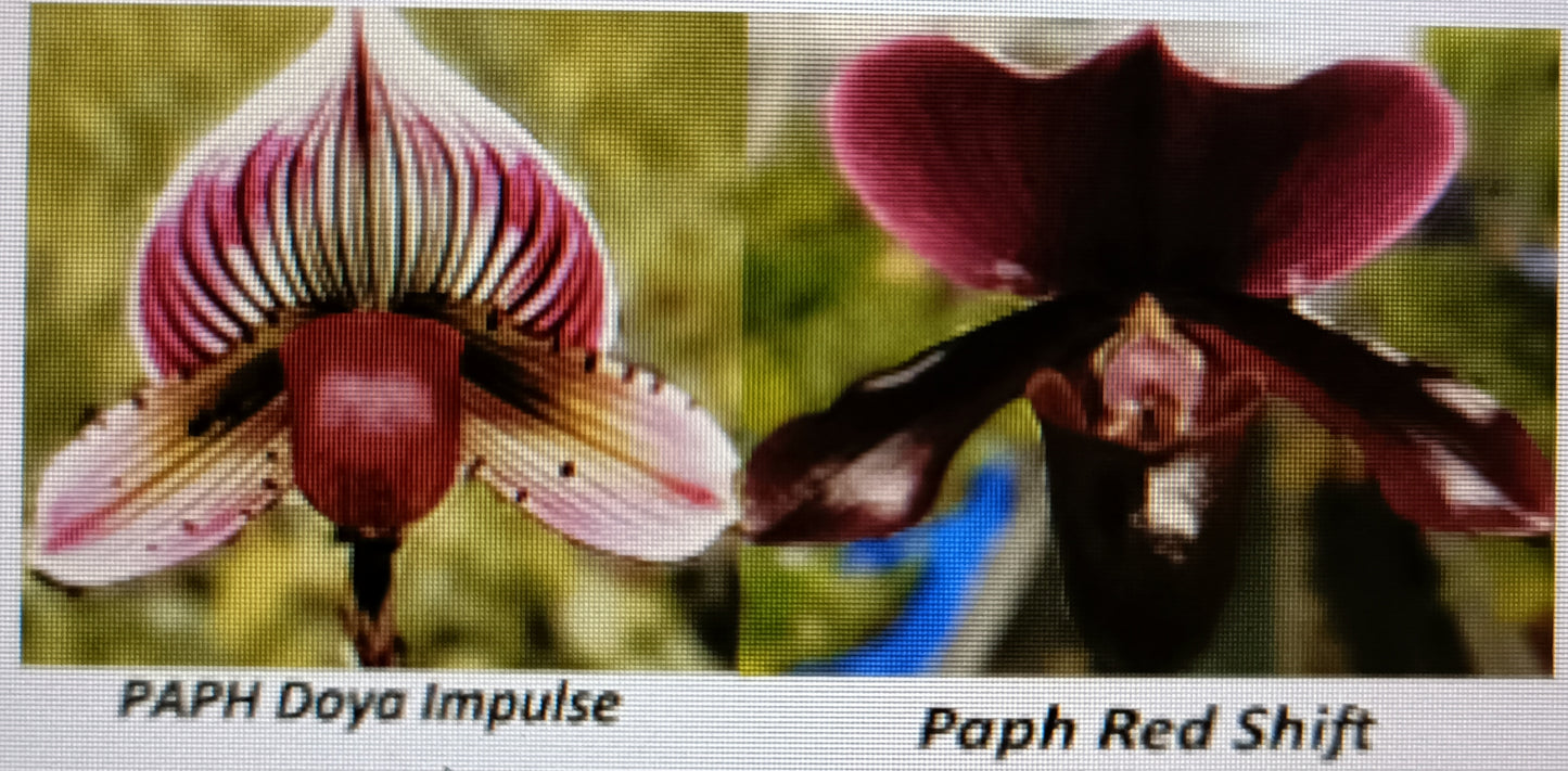 PAPHIOPEDILUM Dora Impulse X Red Shift Seedling
