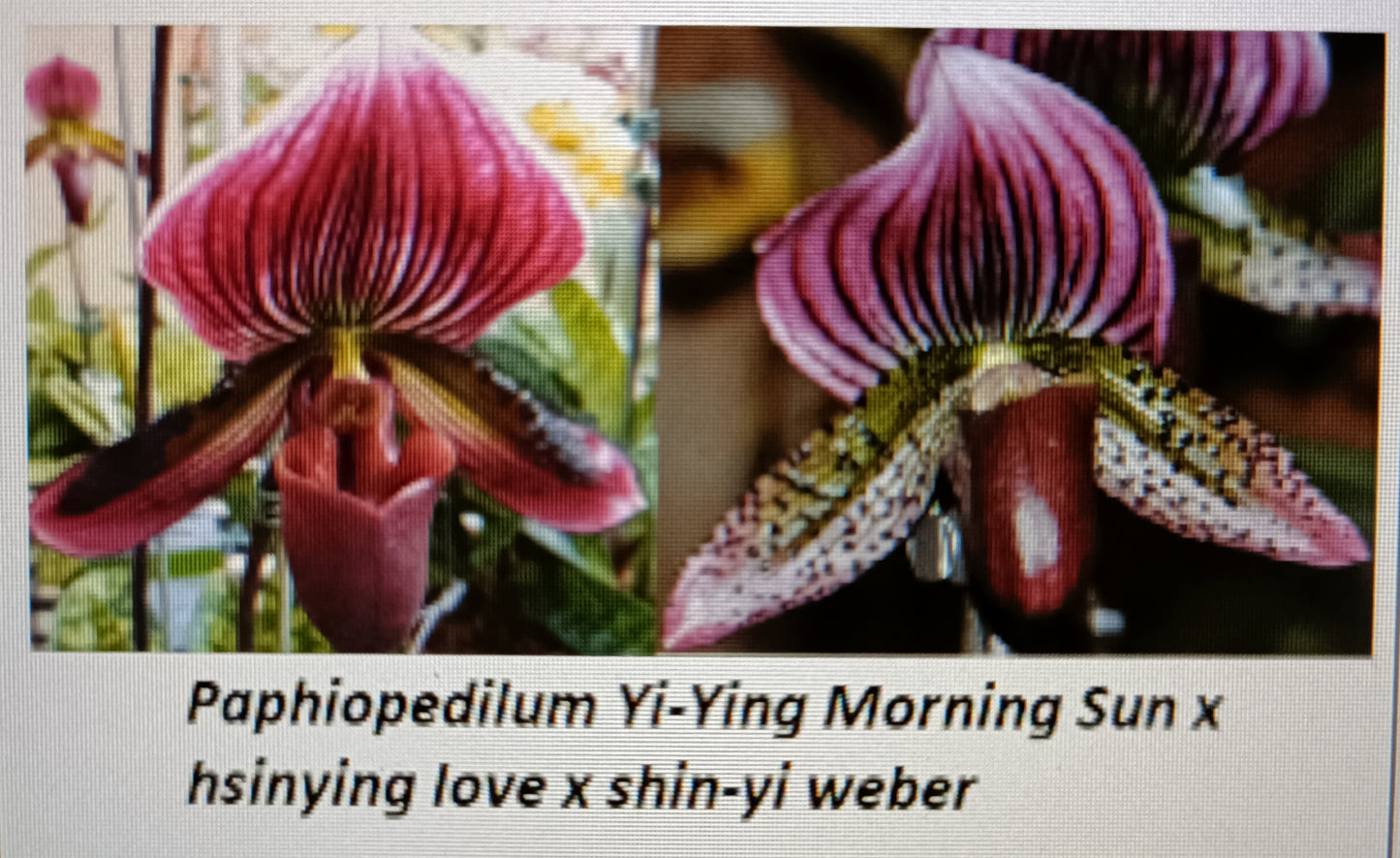 PAPHIOPEDILUM Yi-Ying Morning Sun x Hsinying love X shin-yi weber