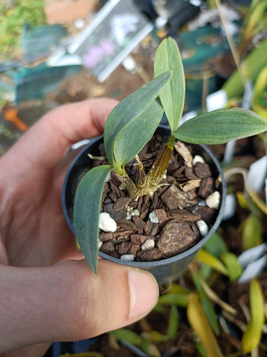 Orchid Kingianum X Susan seedling