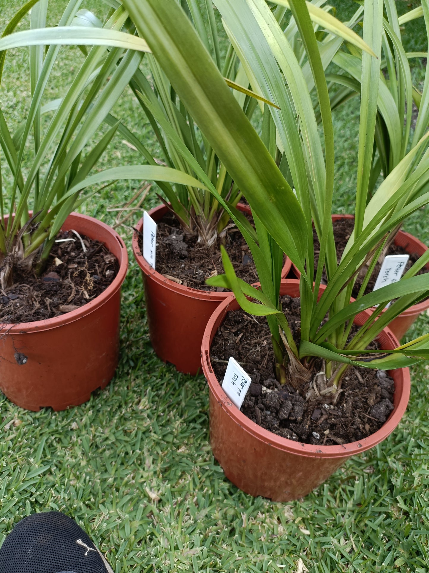 Cymbidium Orchid Dida's Light Pinkey